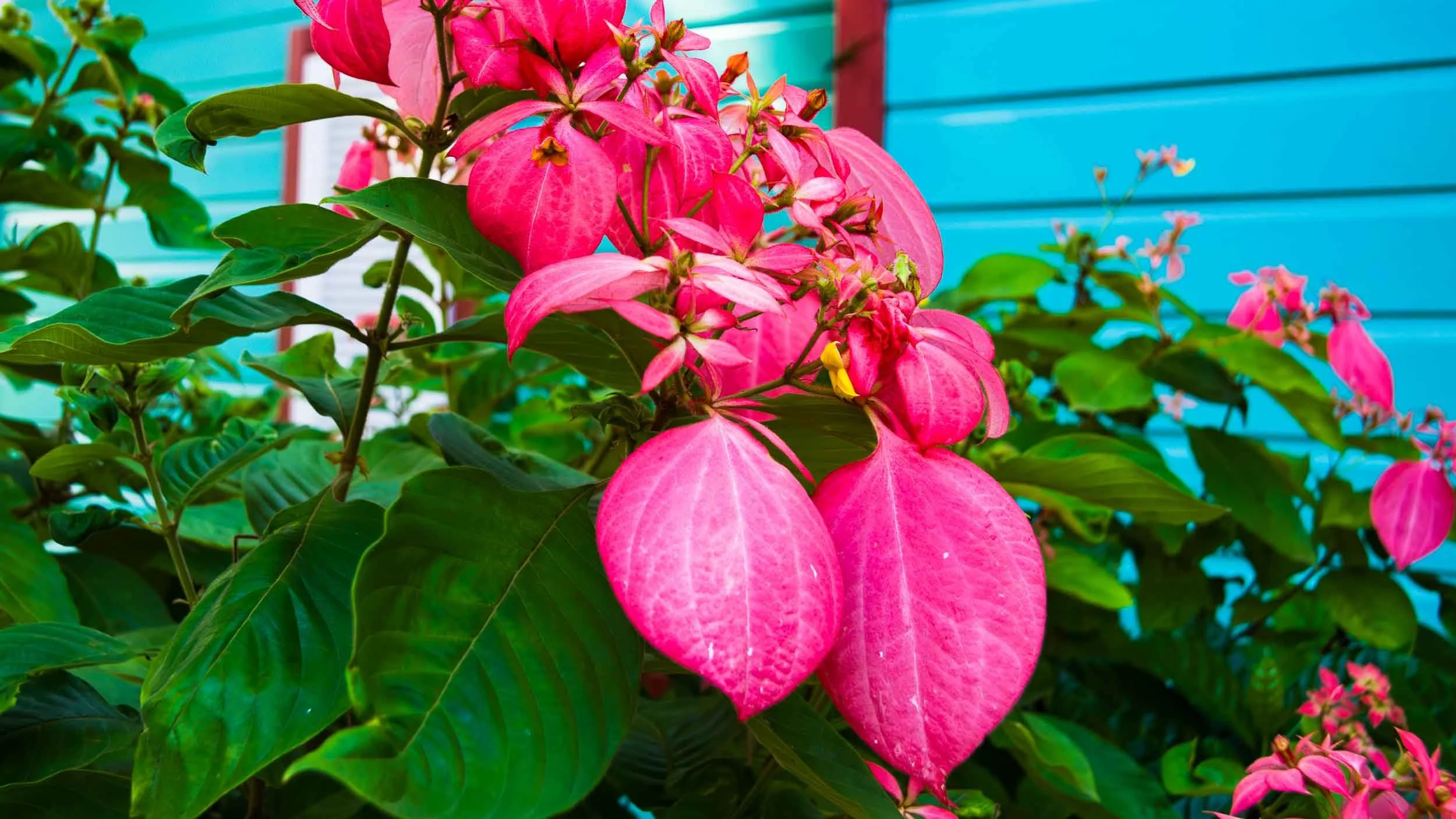 August 18, 2008 - Barbados: Pink Mussaenda