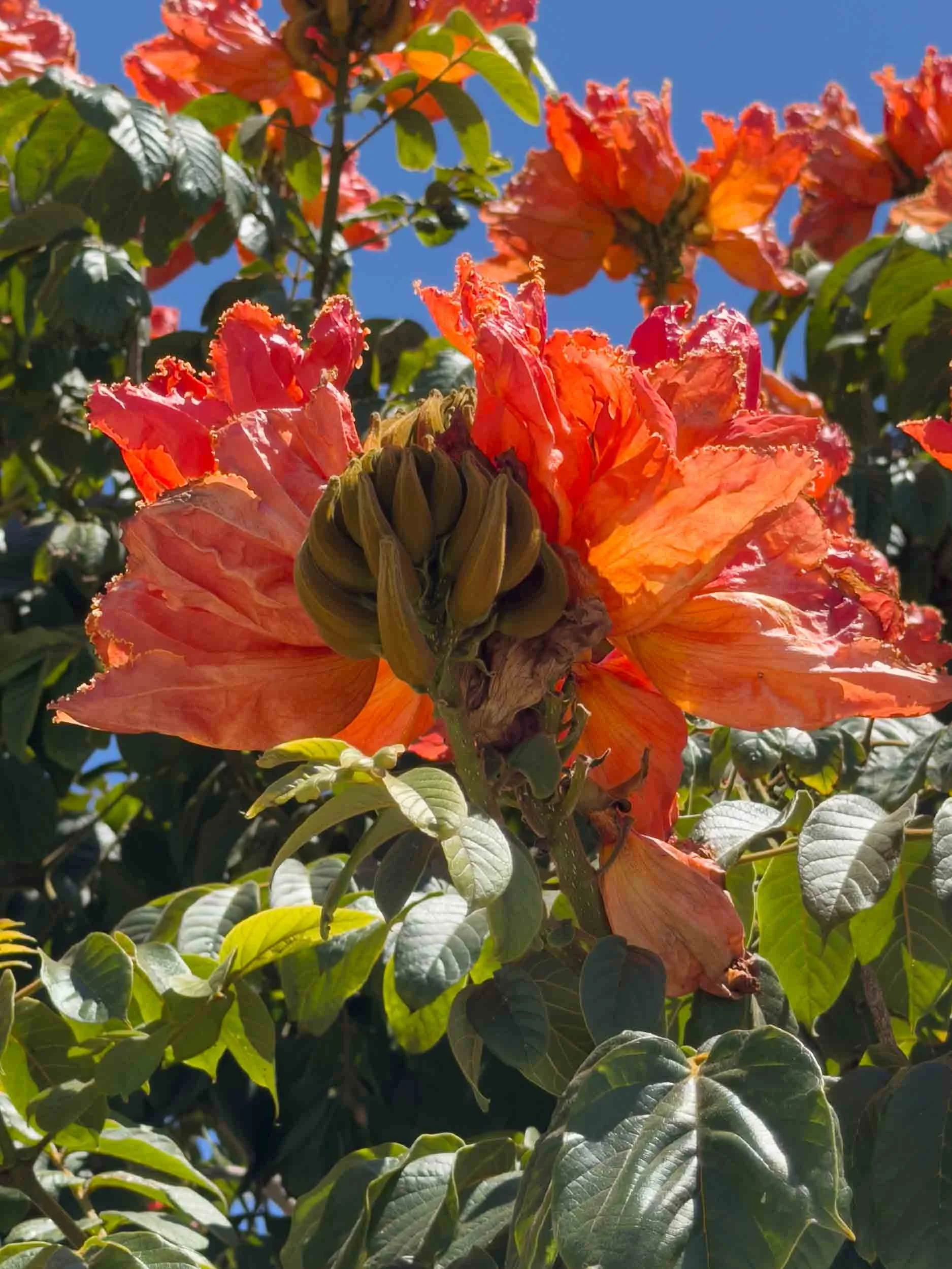 African Tulip (Spathodea campanulata).