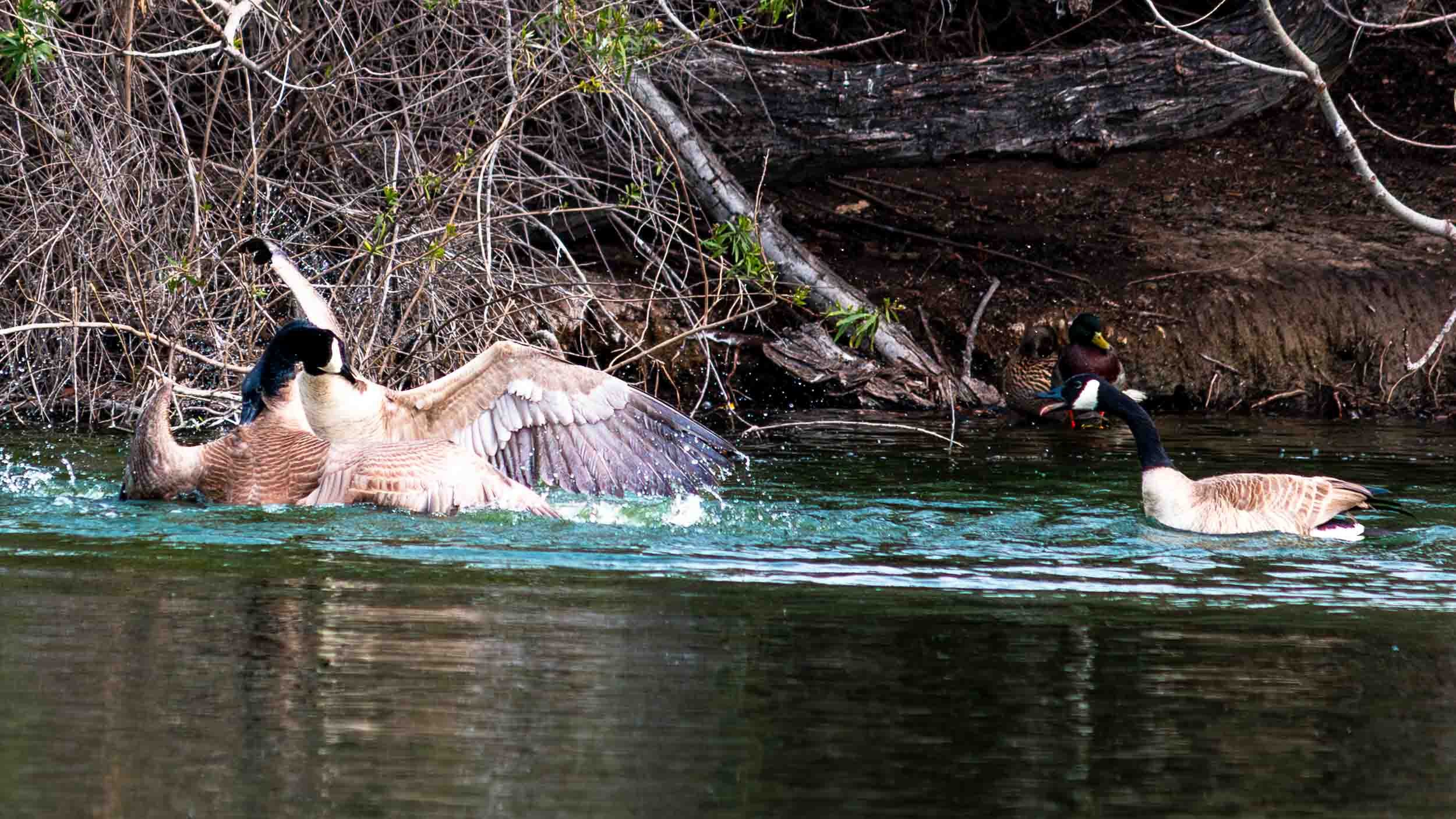 February 17, 2023 - Fountain Valley, California: Canada Geese at war in Mile Square Park