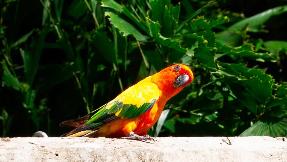 August 18, 2008 - Barbados: Sun Conure also know as a Sun Parakeet
