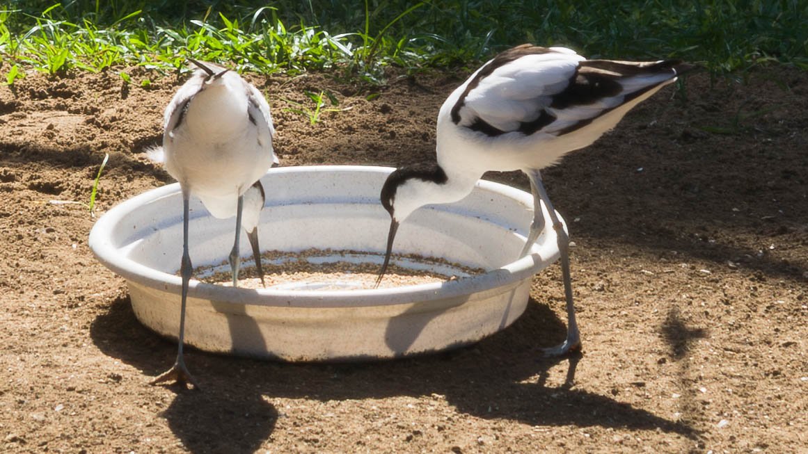 August 18, 2008 - Barbados: Pied Avocets