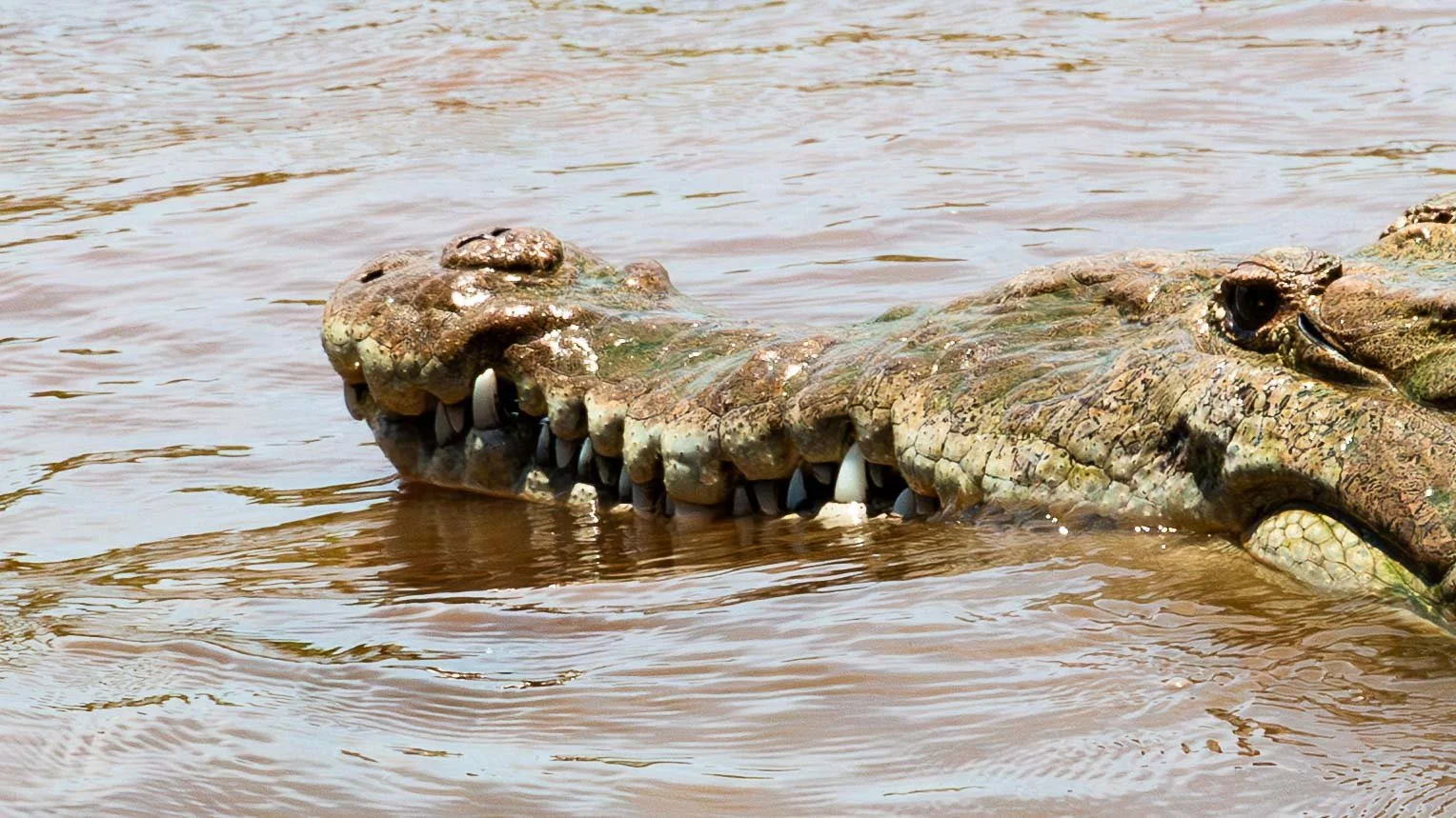 Crocodile on the Tarcoles River Tour #1
