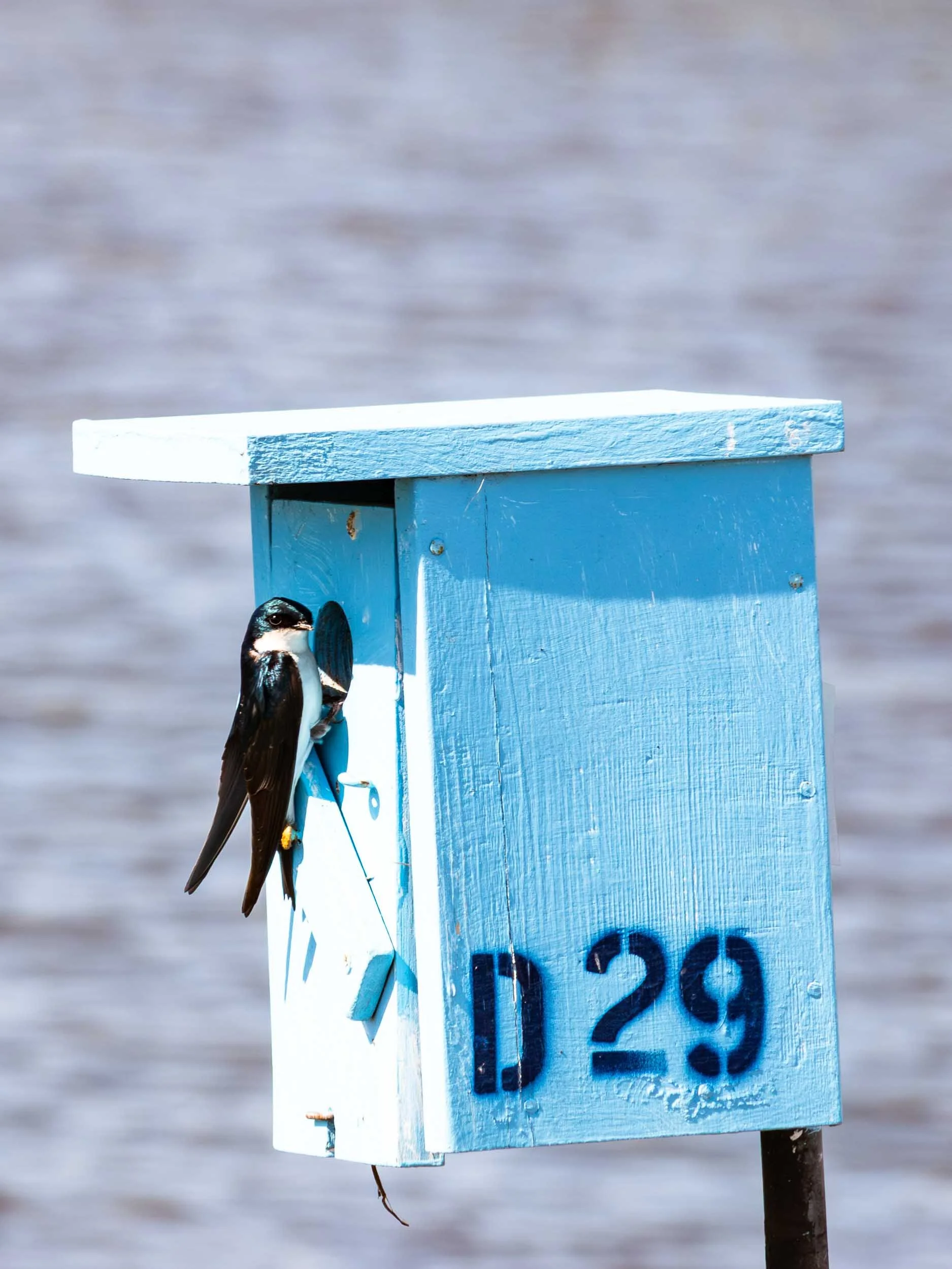 May 11, 2025 - Irvine, California: Tree Swallow at San Joaquin Wildlife Reserve.