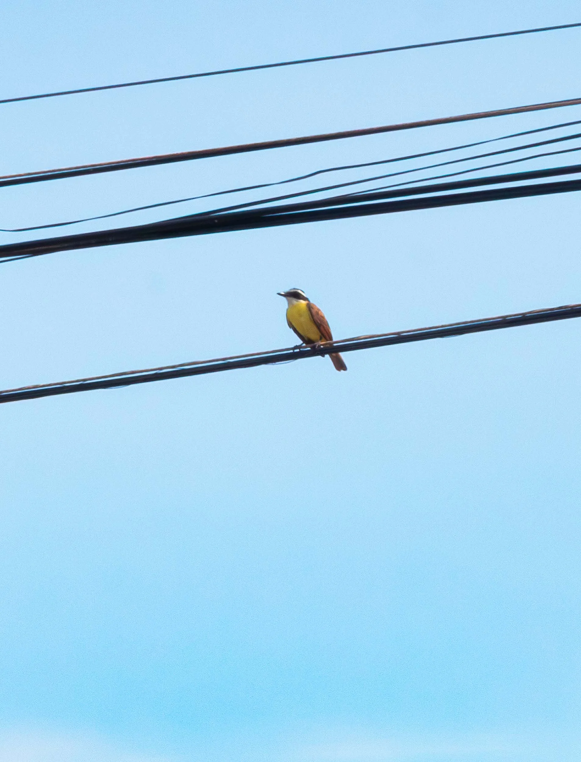 Great Kiskadee.