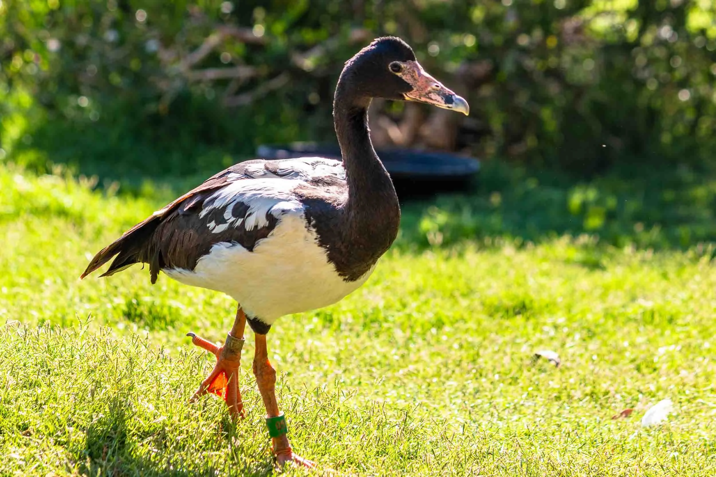 August 3, 2019 - Escondido: Magpie Goose