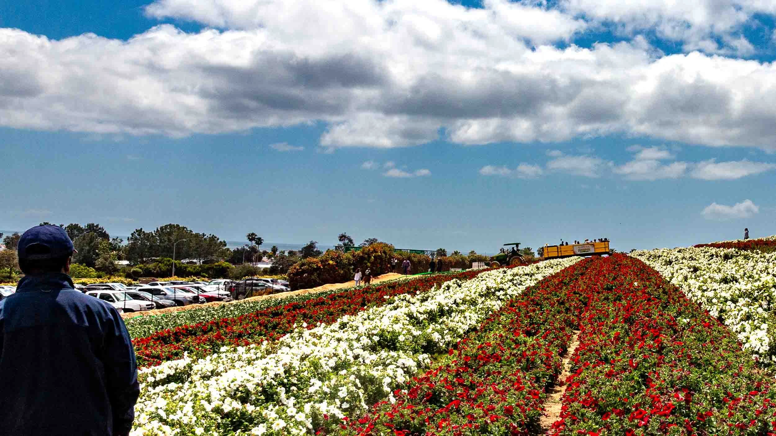 20240505-IMG_6245-The Flower Fields at Carlsbad-Carlsbad-exb001.jpg