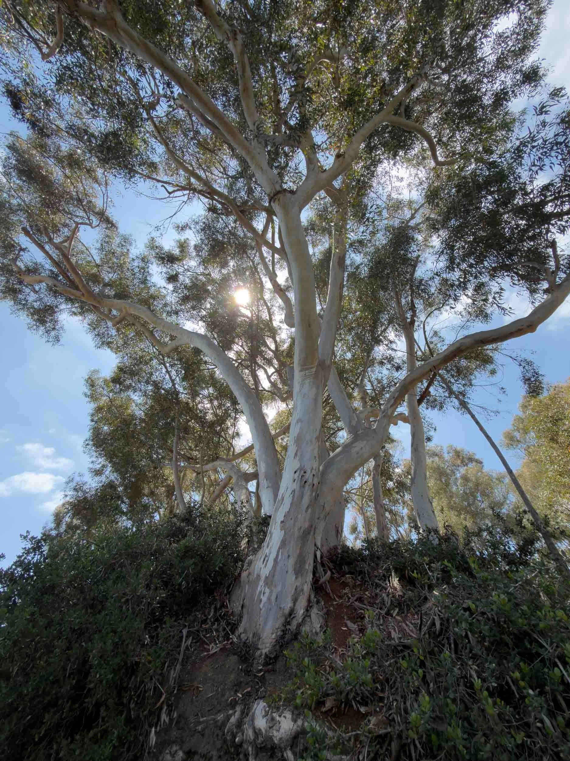 Eucalyptus tree. It is actually an invasive species in California.