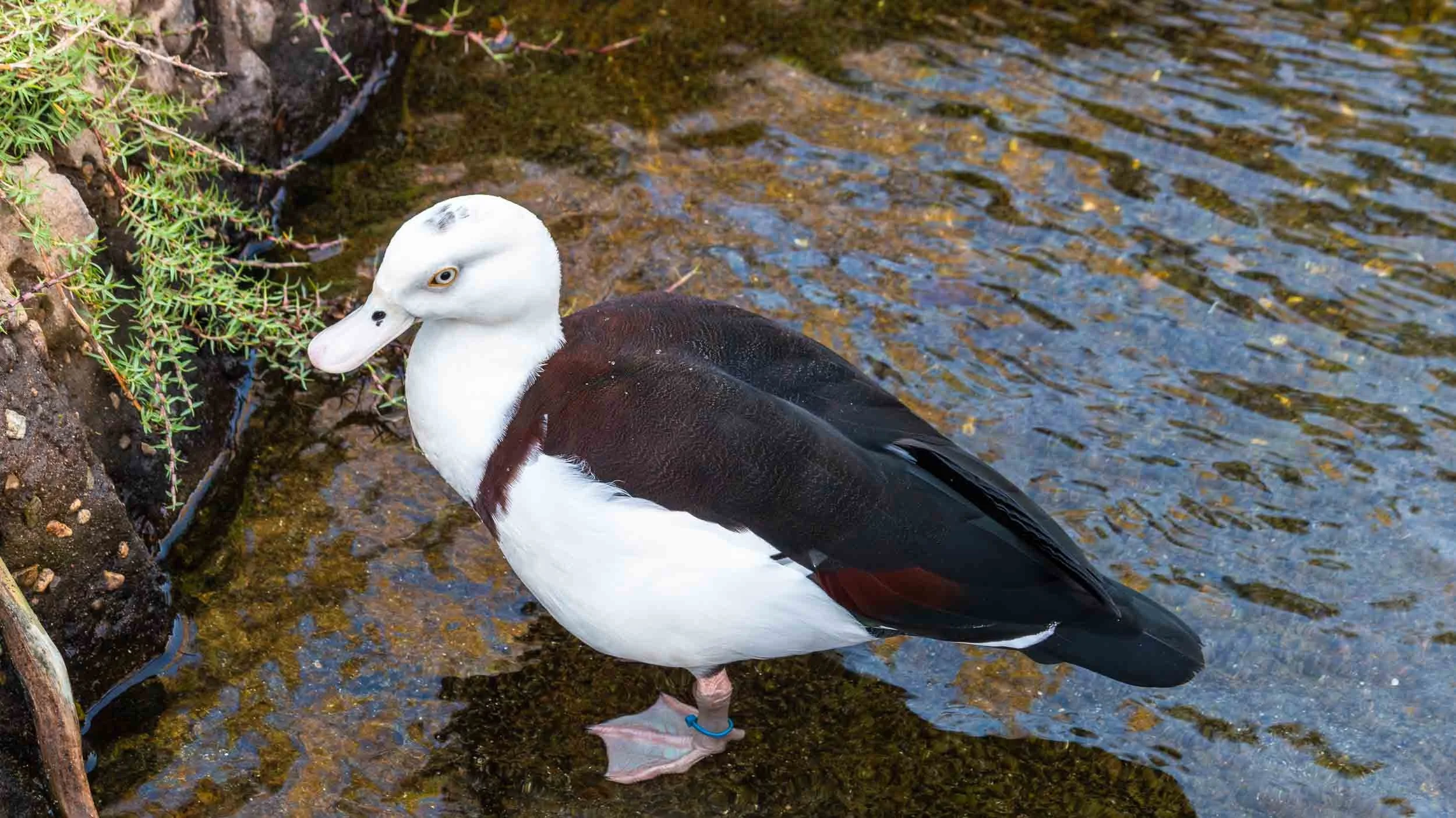 August 3, 2019 - Escondido: Radjah Shelduck