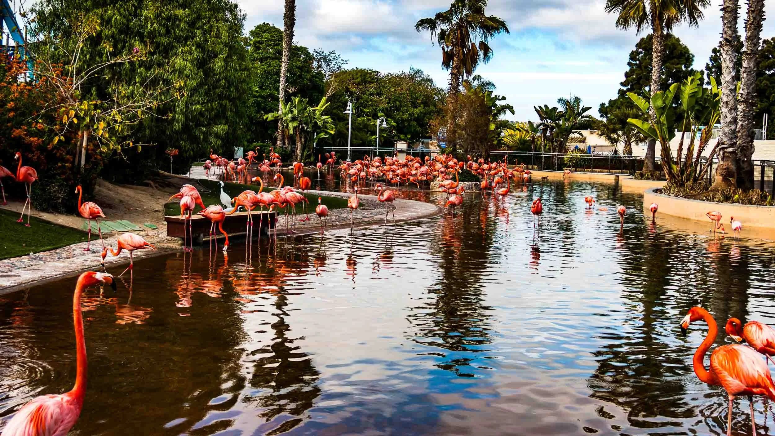 May 24, 2017: Flamingoes at Sea World San Diego.
