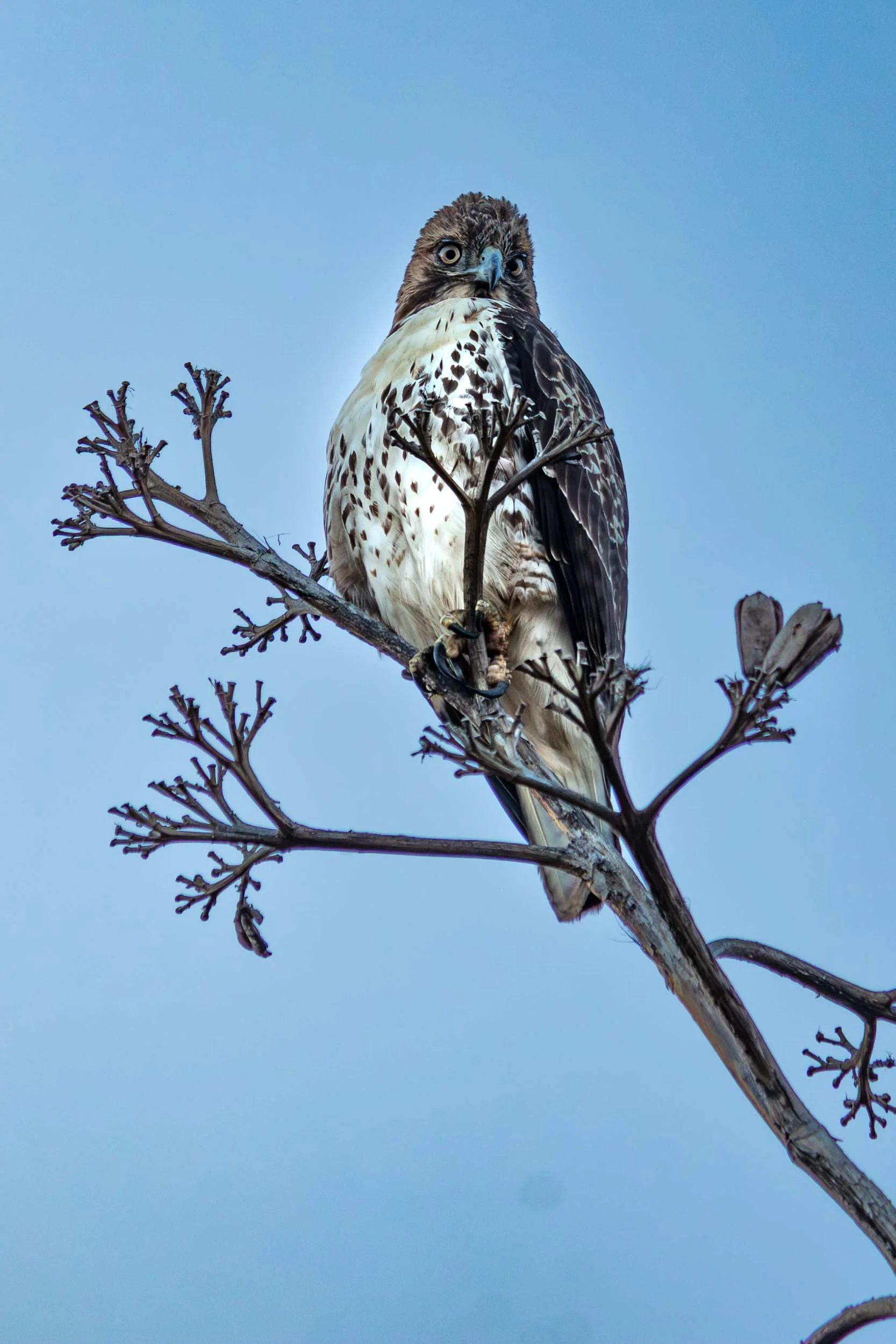 January 2, 2025: Juvenile Red-tailed Haw sitting high on a tree near the Cabrillo Marine Museum in San Pedro, California.