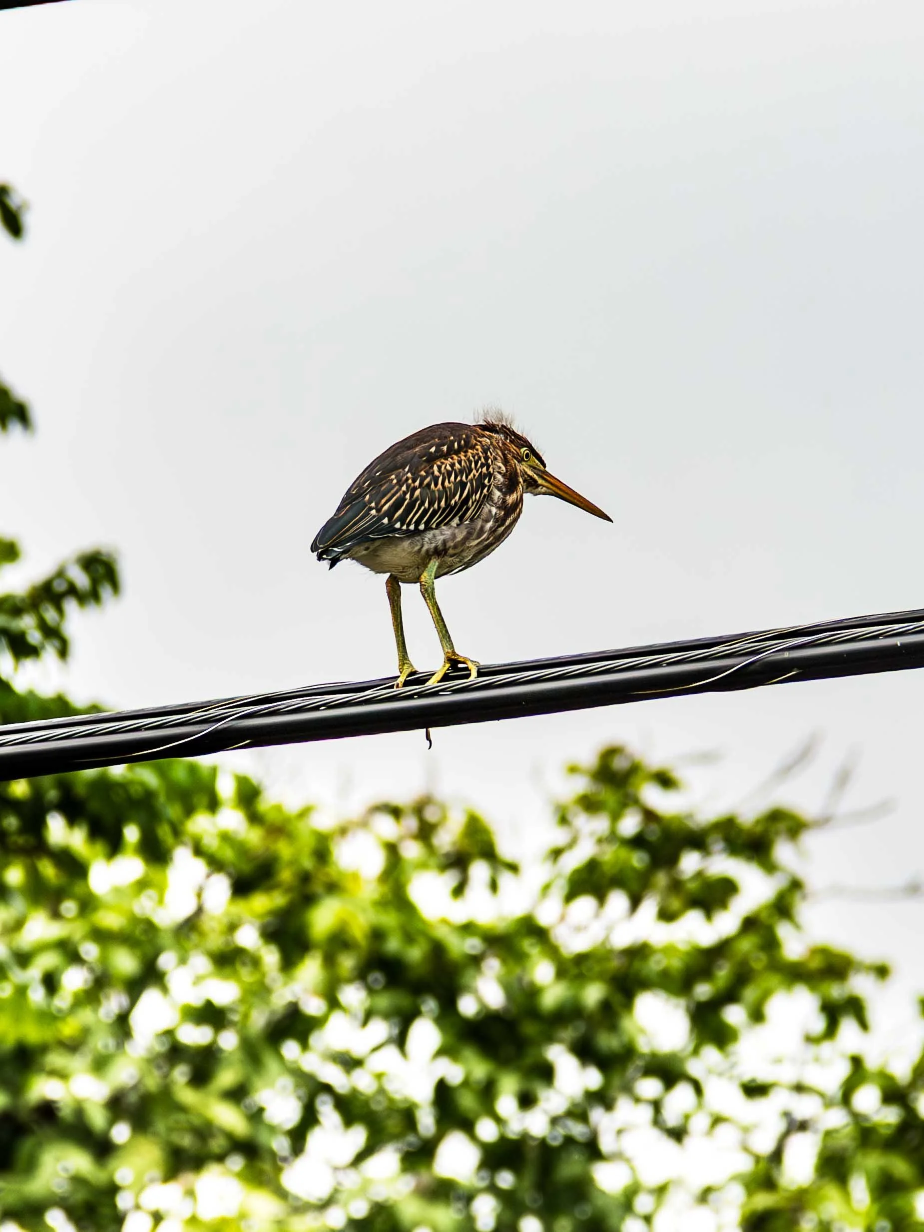 May 1, 2017: Green Heron (Butorides virescens), locally known in Barbados as the "Little Gaulin".