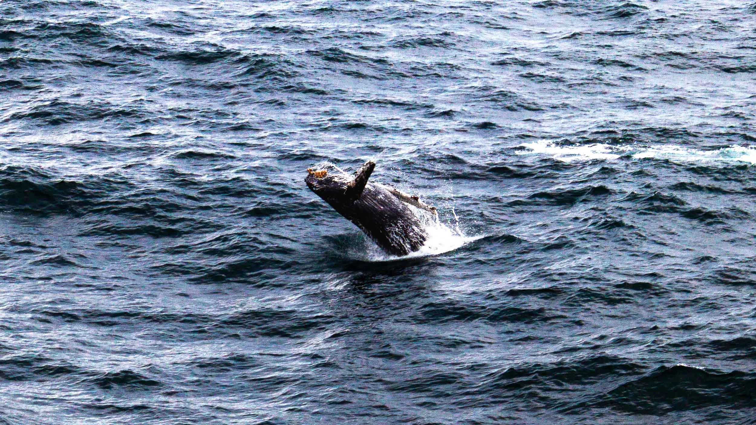 20140901-IMG_2874-At Sea-A Humpback Whale spotted on our Alaskan Cruise.jpg