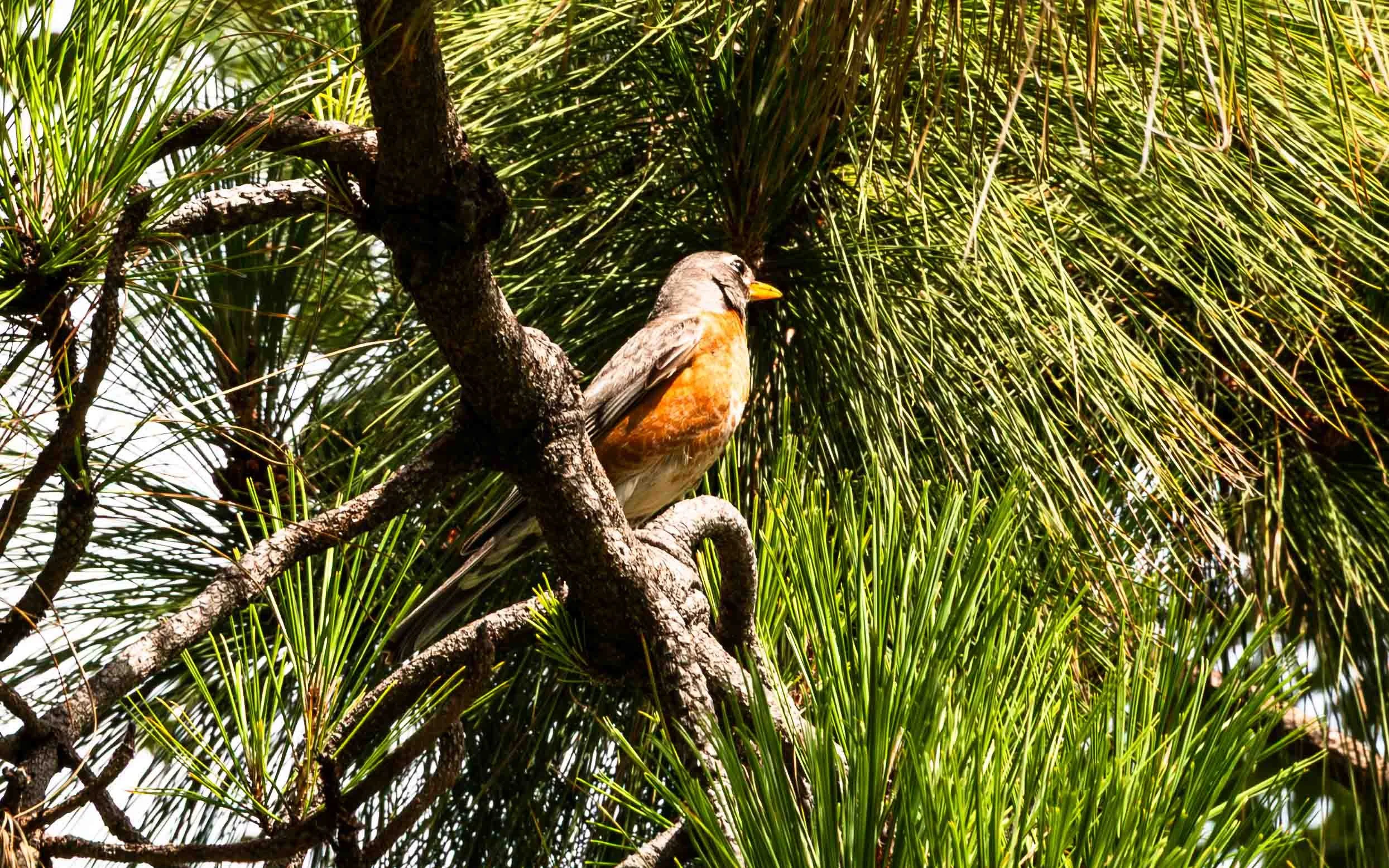 June 11, 2019: American Robin in Mile Square Park, Fountain Valley, California.