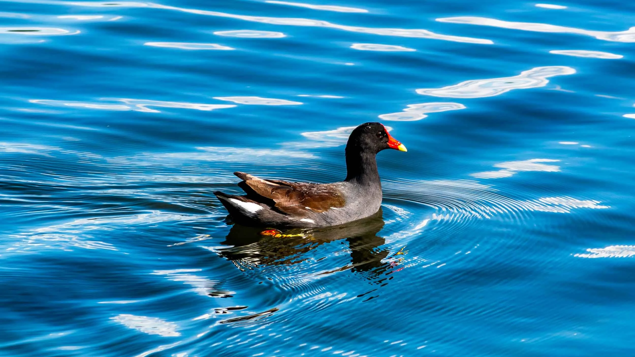 November 13, 2022: Common Gallinula (Gallinula galeata). I found this in Weston Park in Florida.