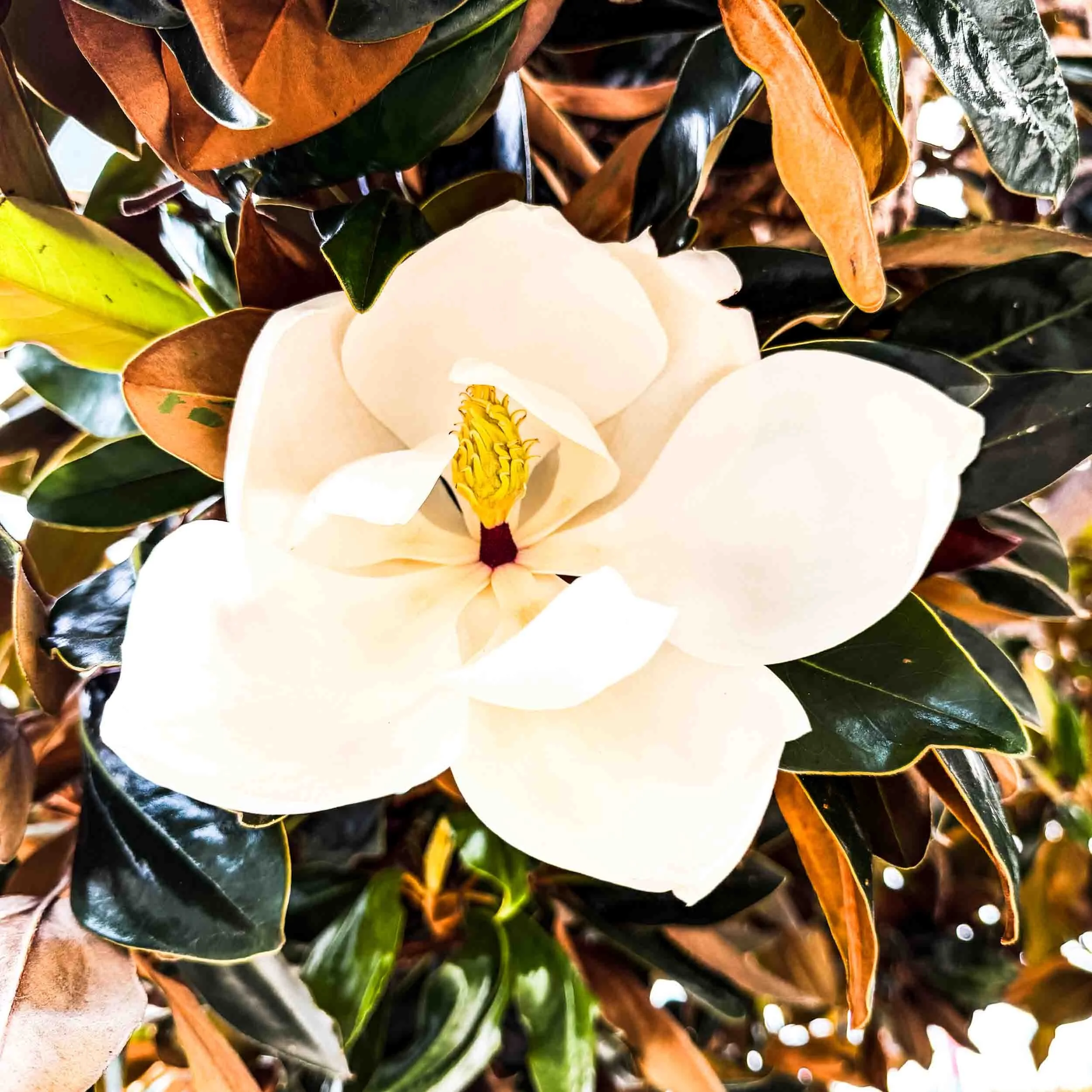 202608141824-IMG_2601-Carlsbad-Magnolia.jpg