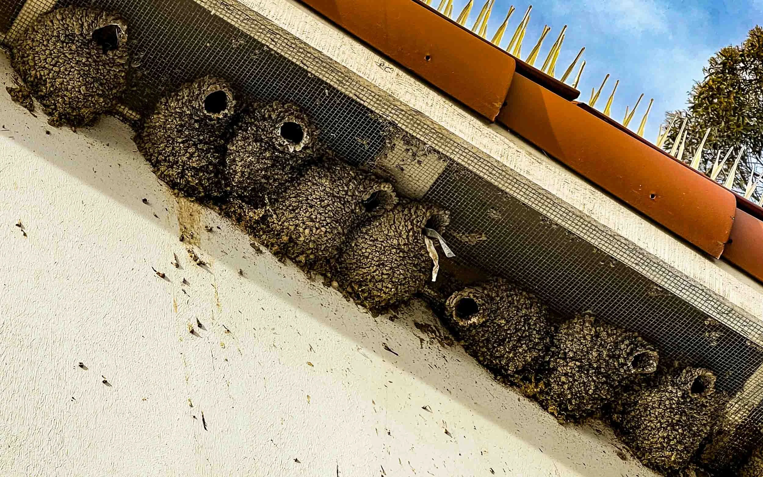 December 27, 2022: Mud nest of the Swallows. Oceanside California.
