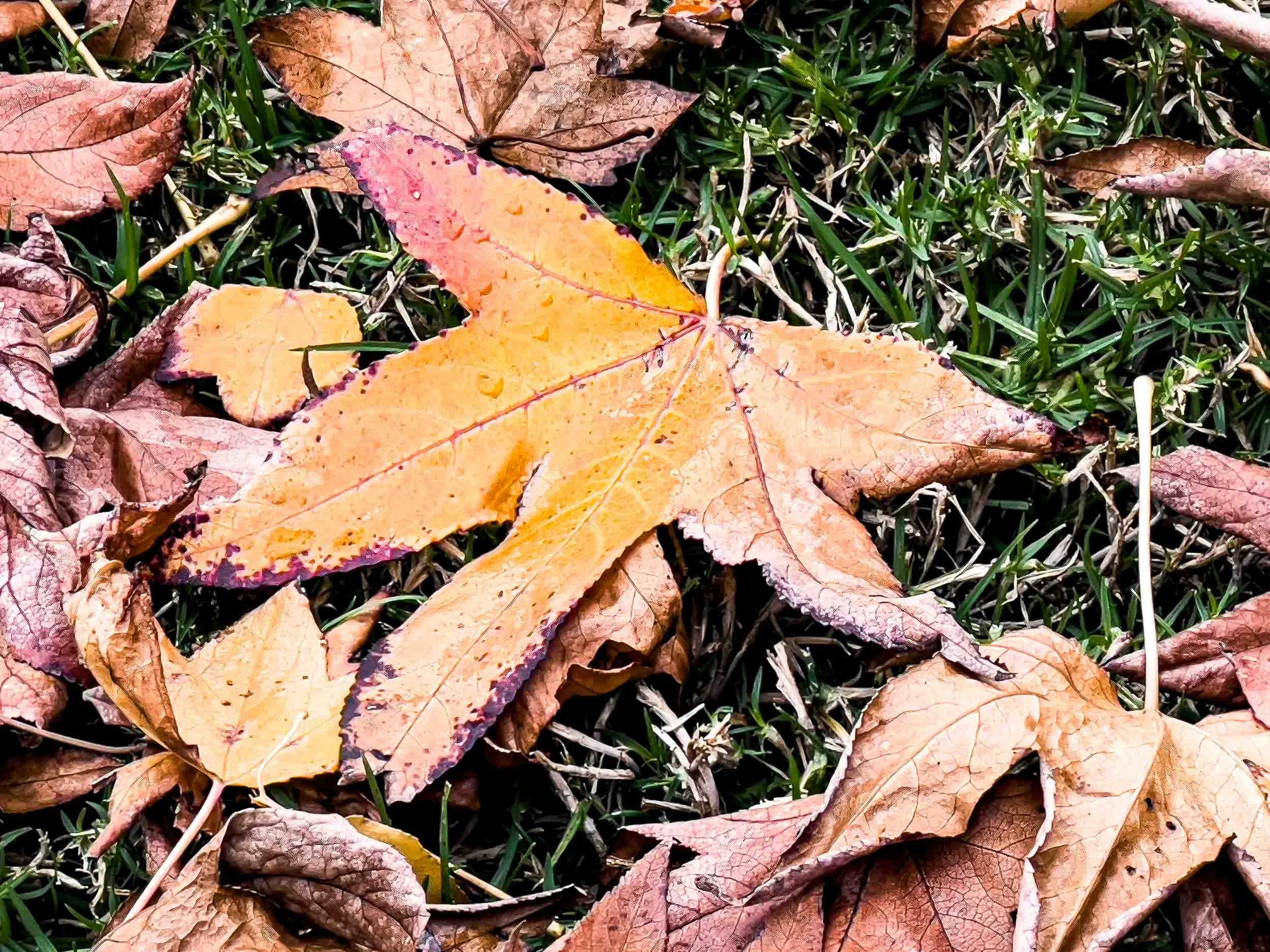 202301021228-IMG_2583-Fountain Valley-Fall Colors from American Sweet Gum Tree.jpg