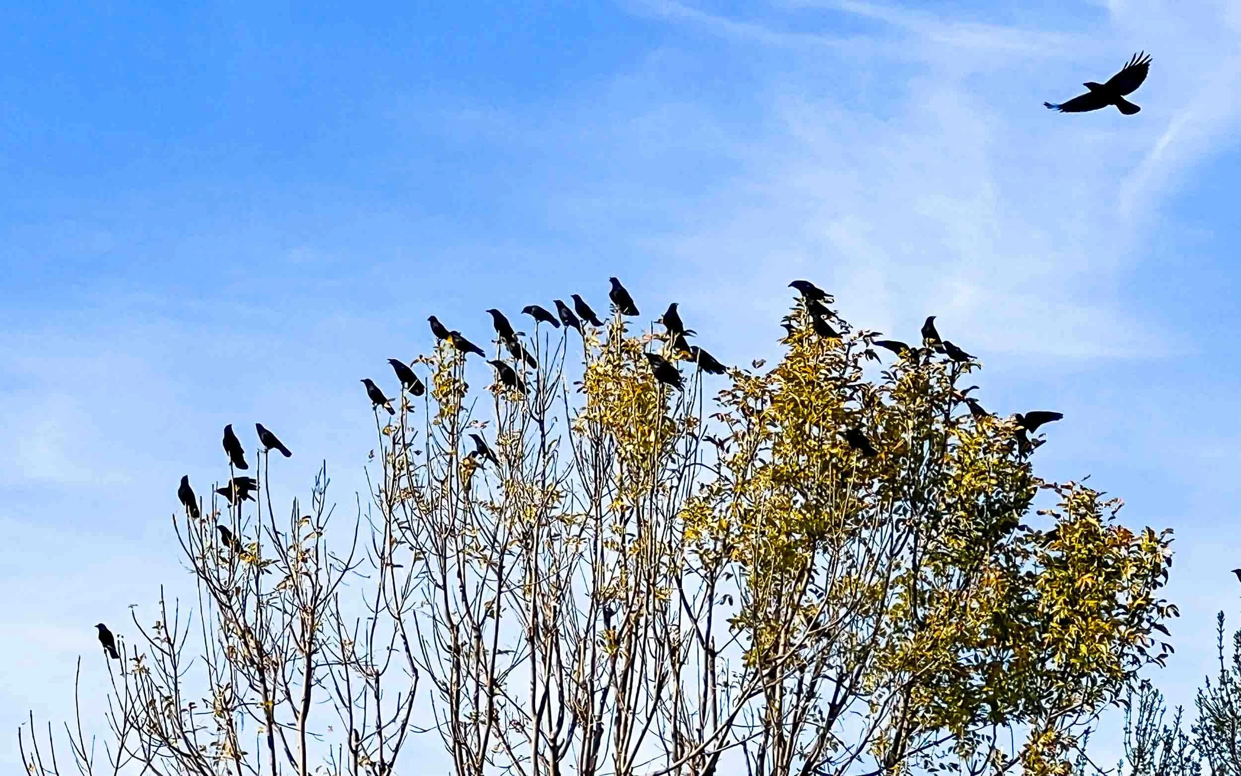 December 23, 2022: The Crows in our neighborhood on the "Warpath". Fountain Valley, California.