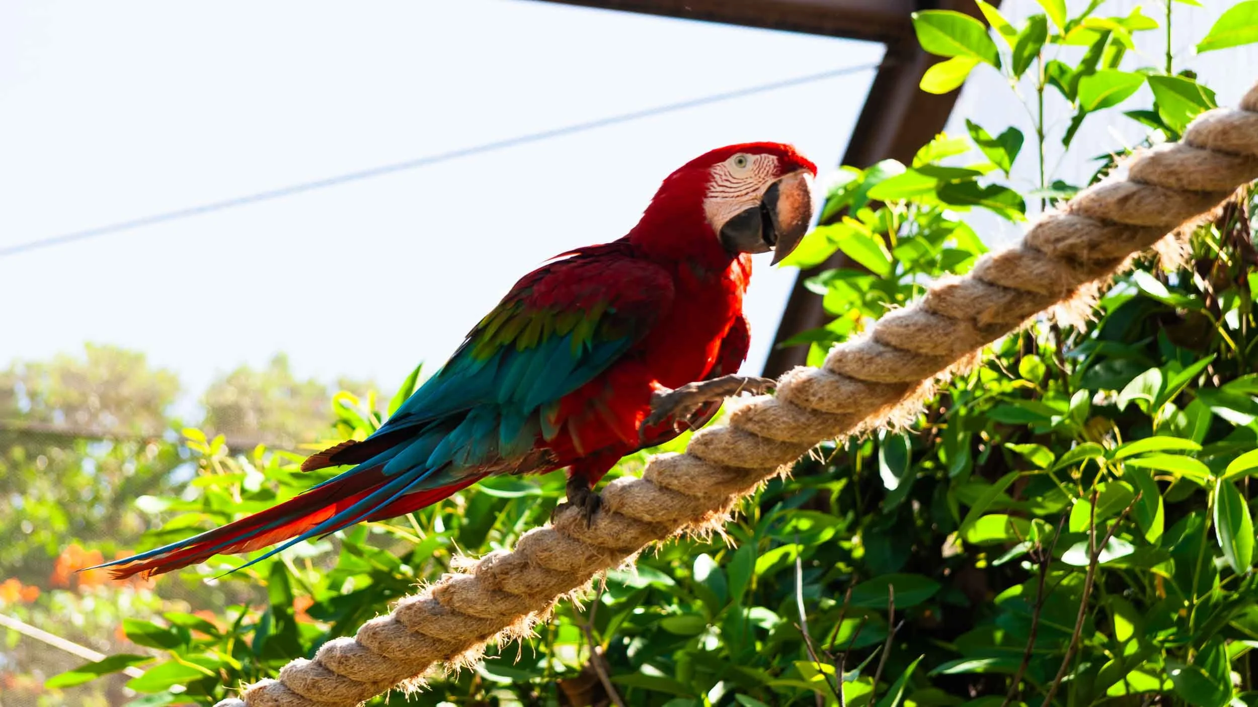 August 18, 2008 - Barbados: Red-and-green Macaw also know as a Green-winged Macaw