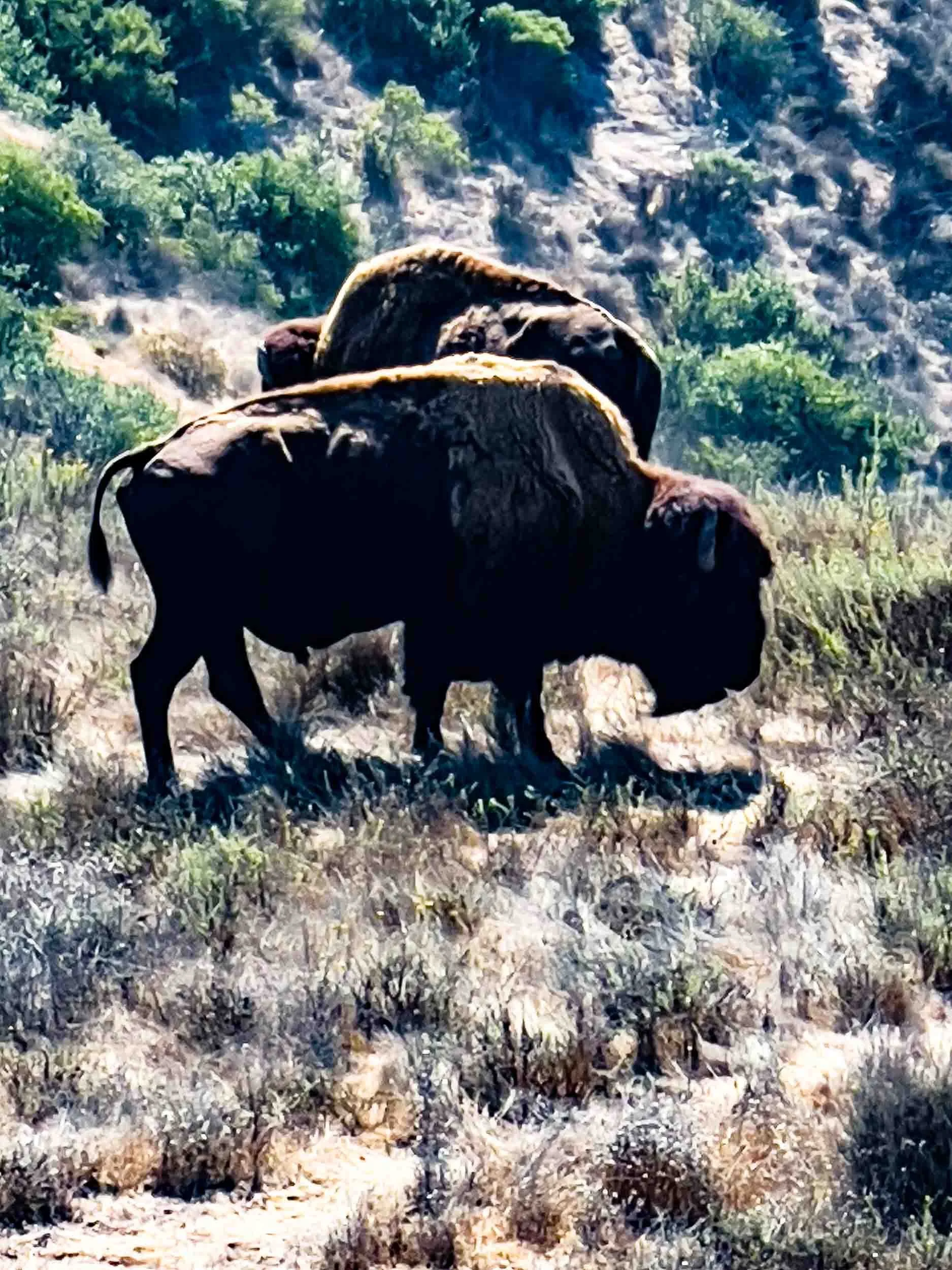 Wild Bison