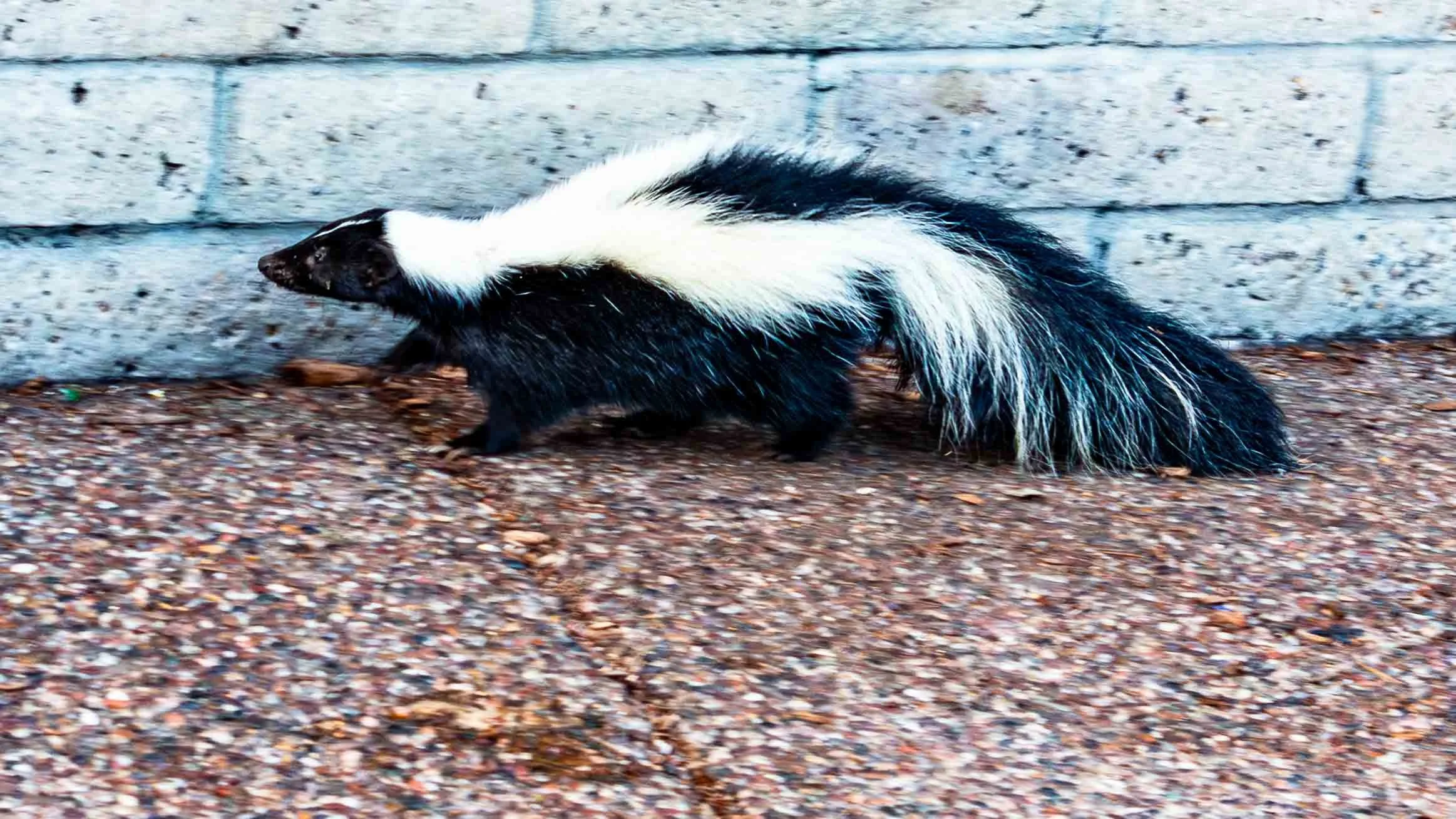 December 30, 2024: A Striped Skunk forging in daylight. Stay clear of this guy, he could be "armed and dangerous". San Diego, California.