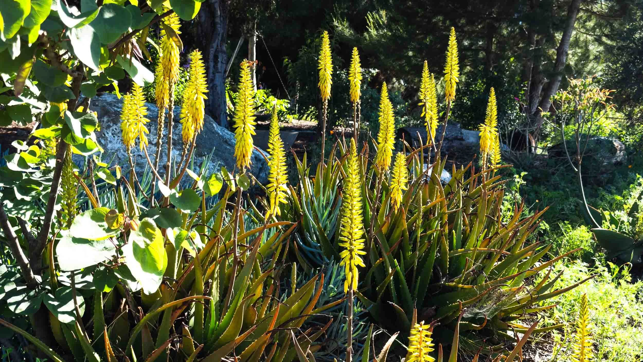 Aloe vera