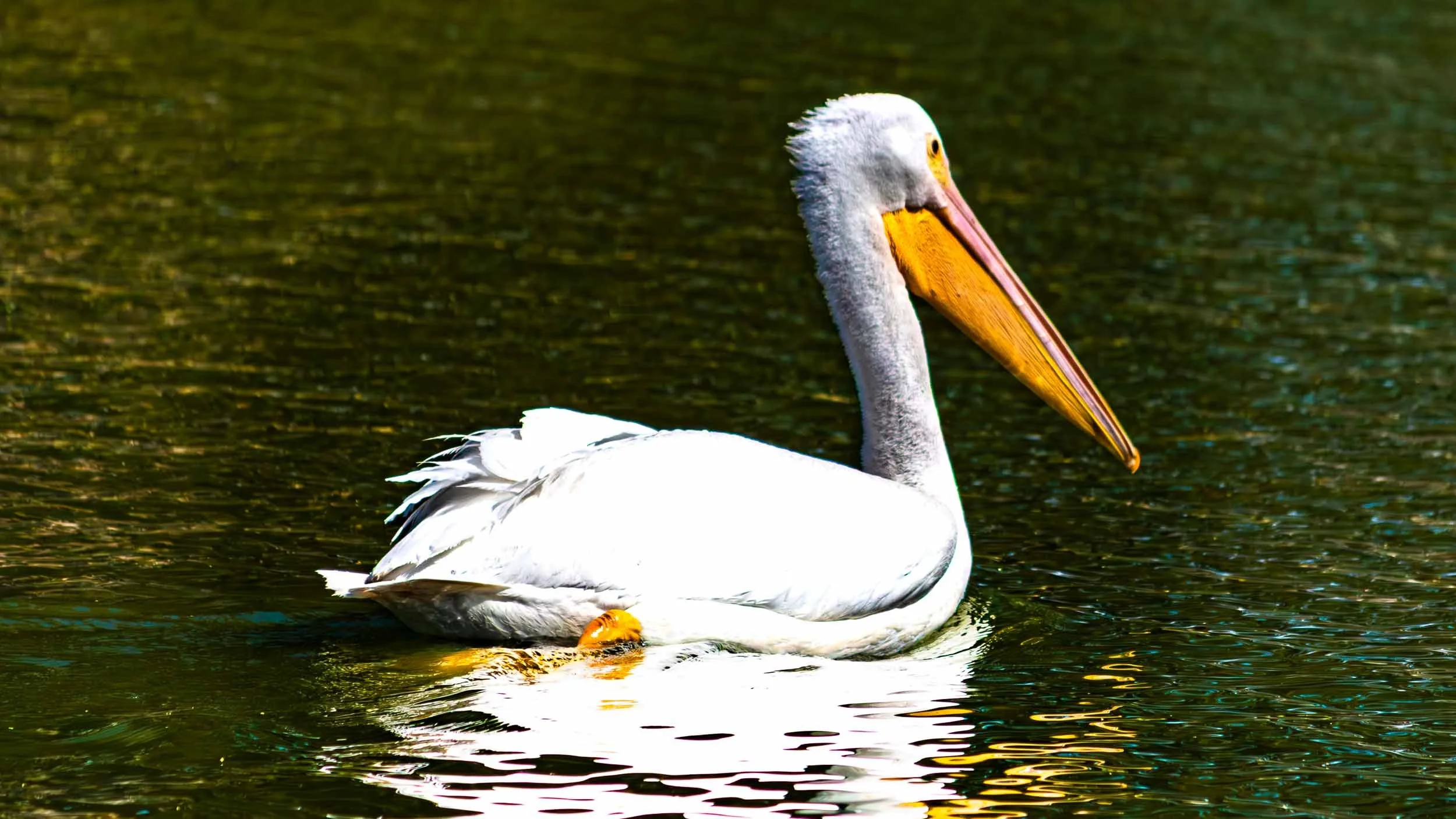 February 25, 2022: Great White Pelican in Mile Square Park.