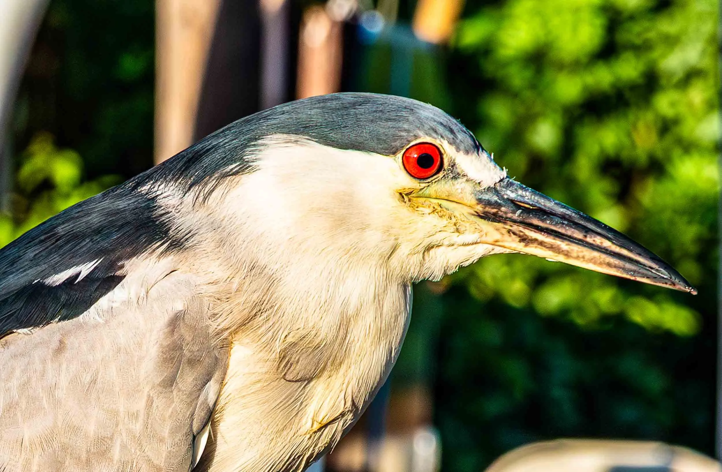 August 3, 2019 - Escondido: Night Heron