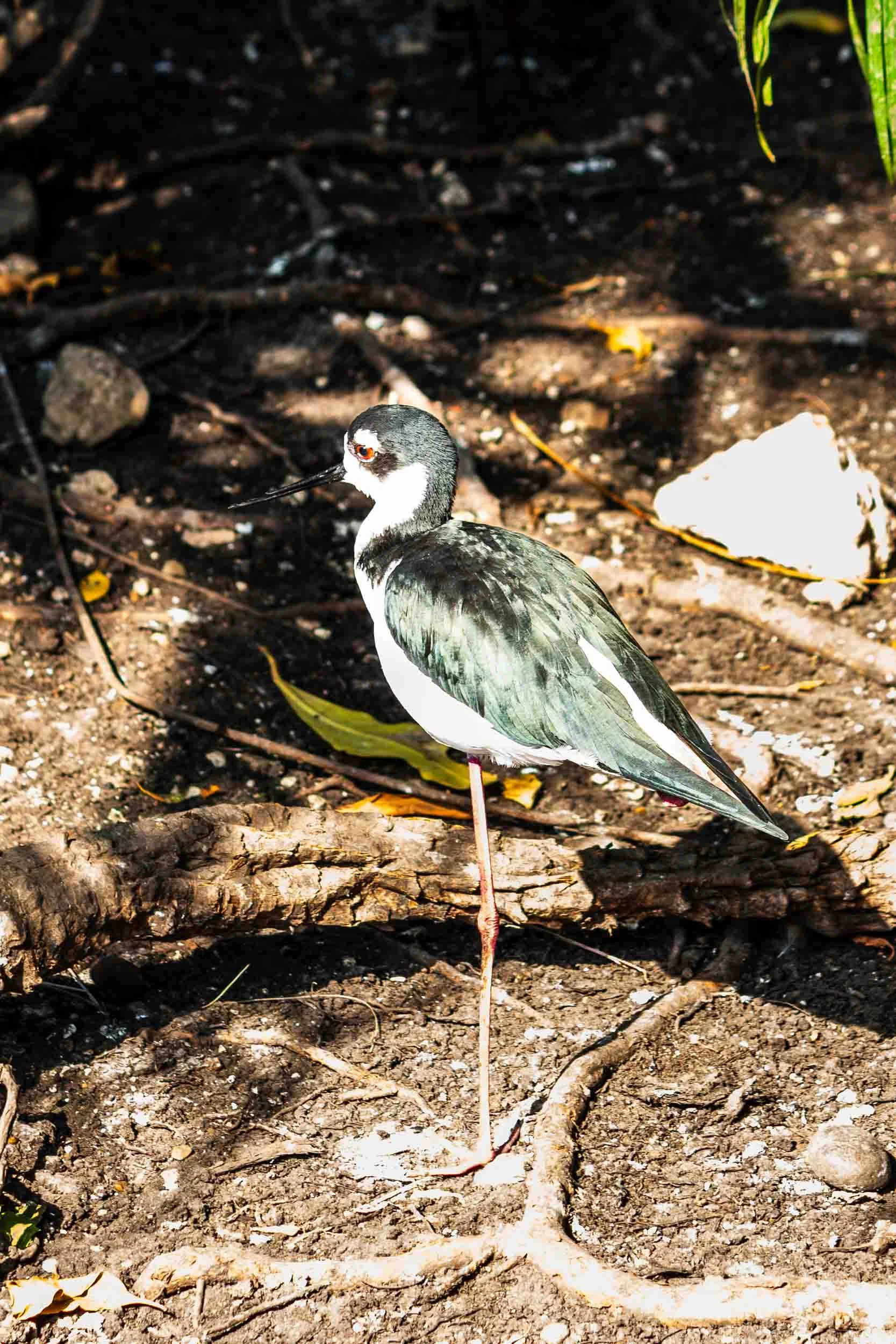 Black-necked Stilt