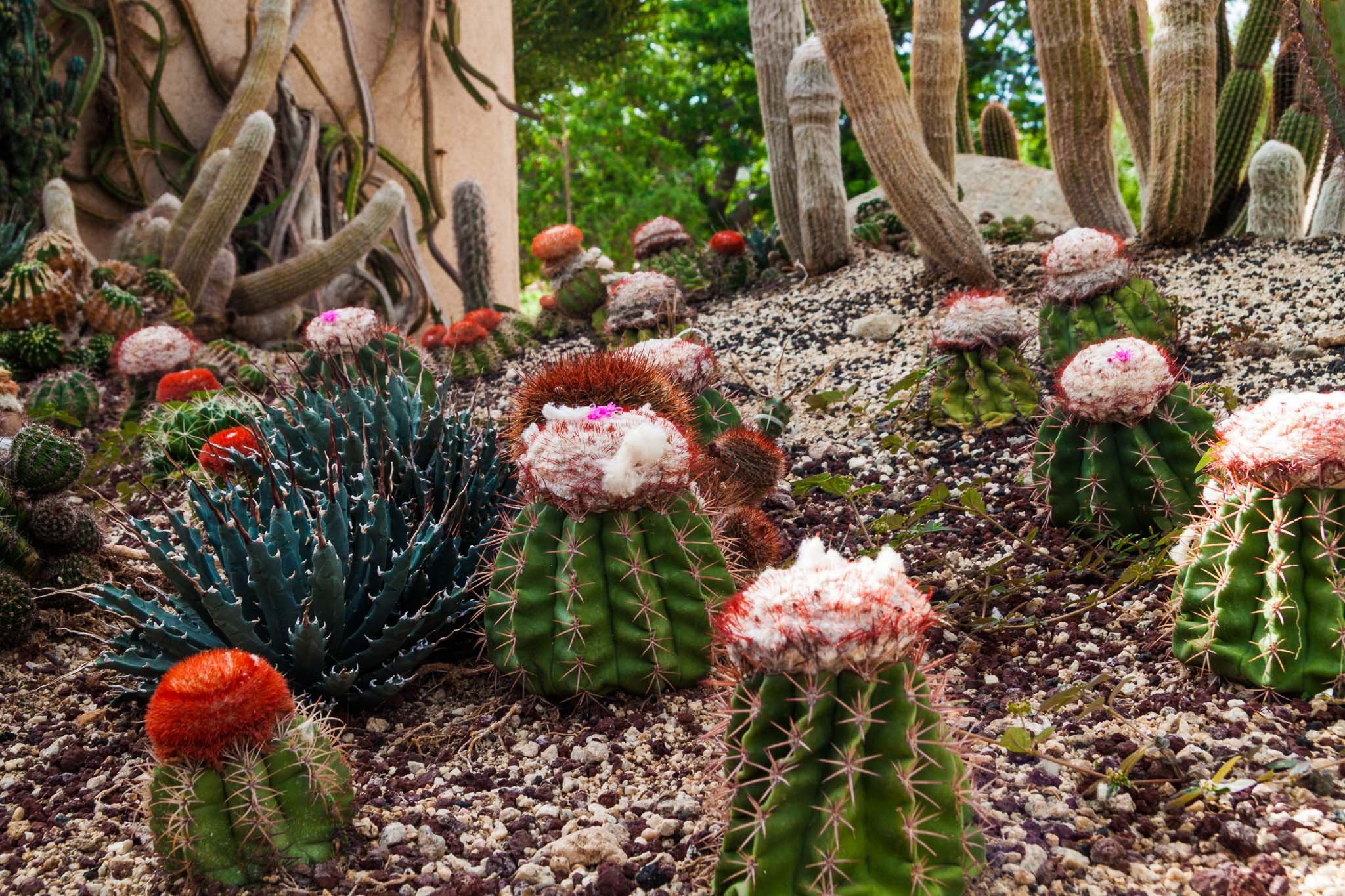20110823-IMG_5520-Cabo San Lucas-Cacti Mundo Botanical.jpg