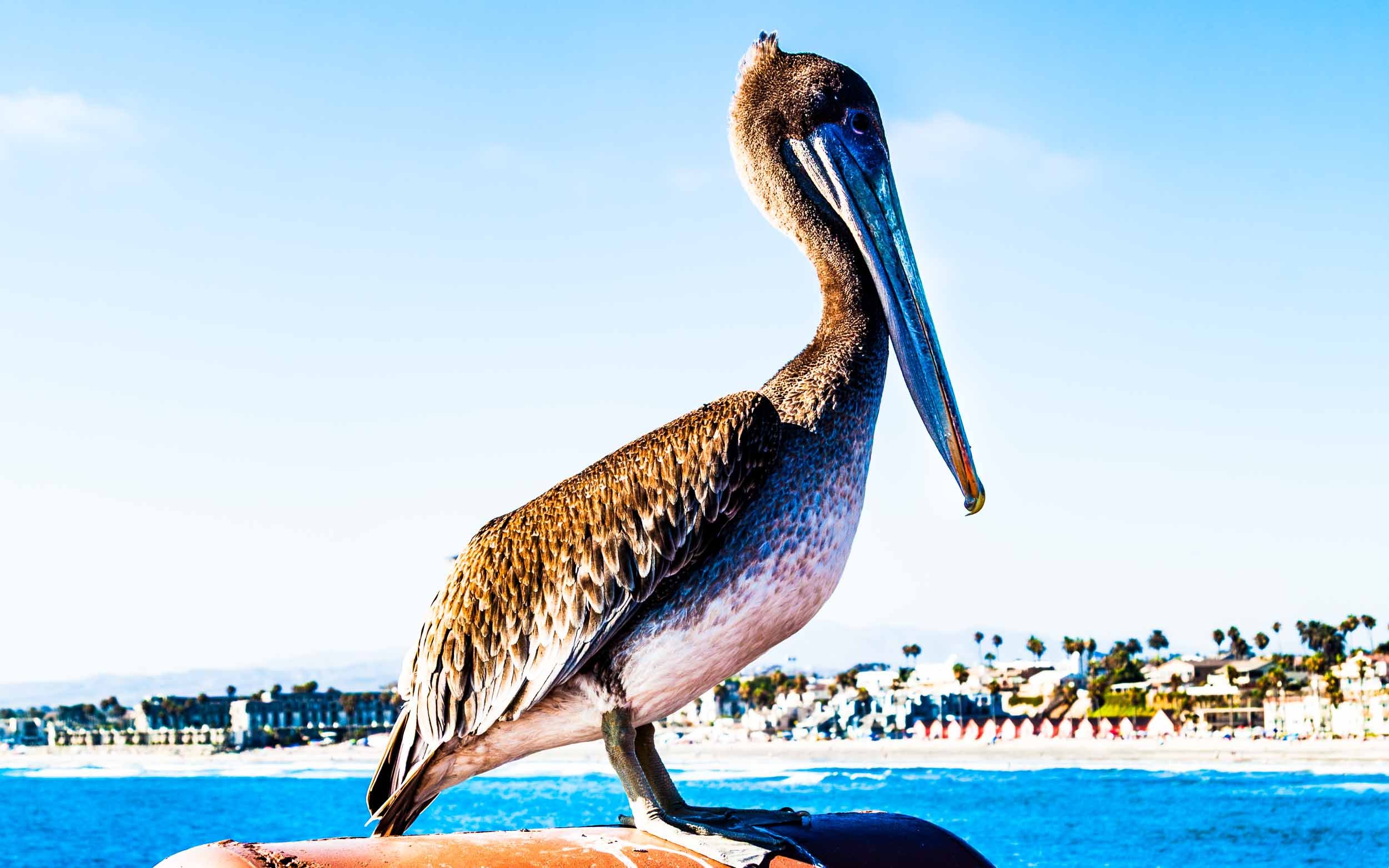 August 11, 2013: Juvenile Brown Pelican at Oceanside, California.