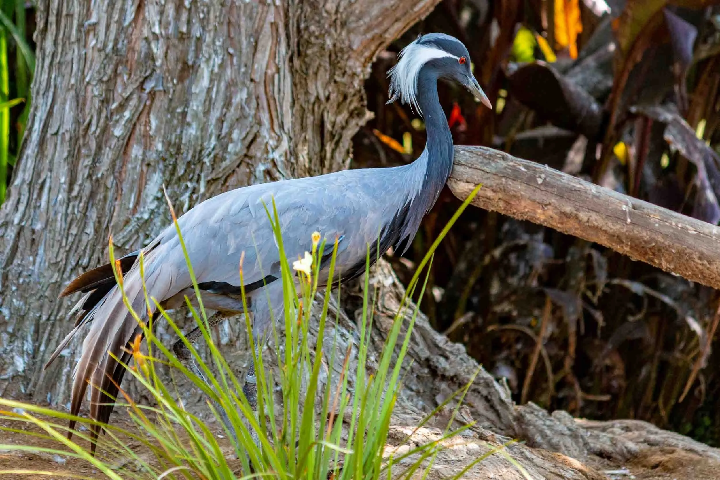 August 3, 2019 - Escondido: Demoiselle crane