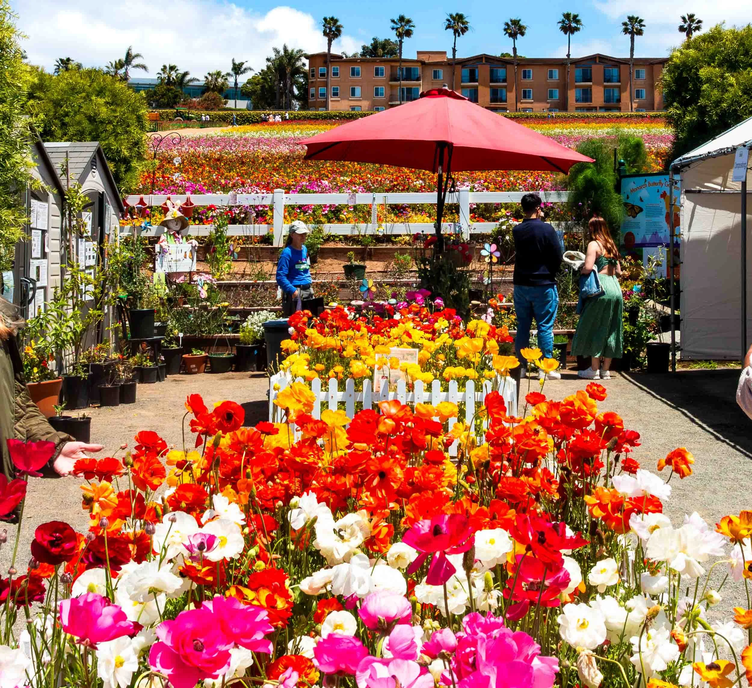 May 5, 2024 - San Diego: Carlsbad Flower Fields