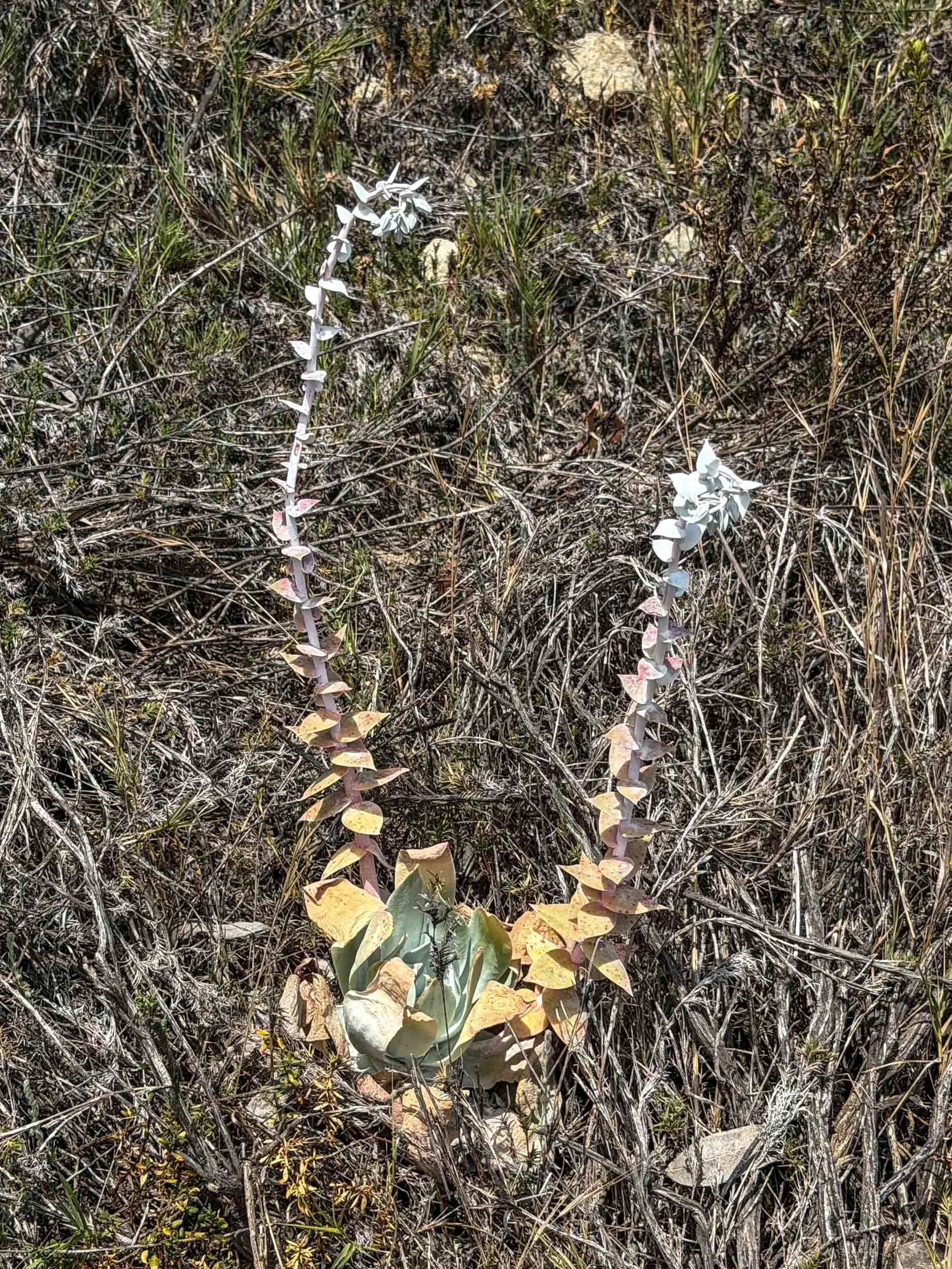 Chalk Dudleya. The stalks produce a red bell-shaped flower that is very popular with humming birds. The plant is a protected species, so it is illegal to disturb them.