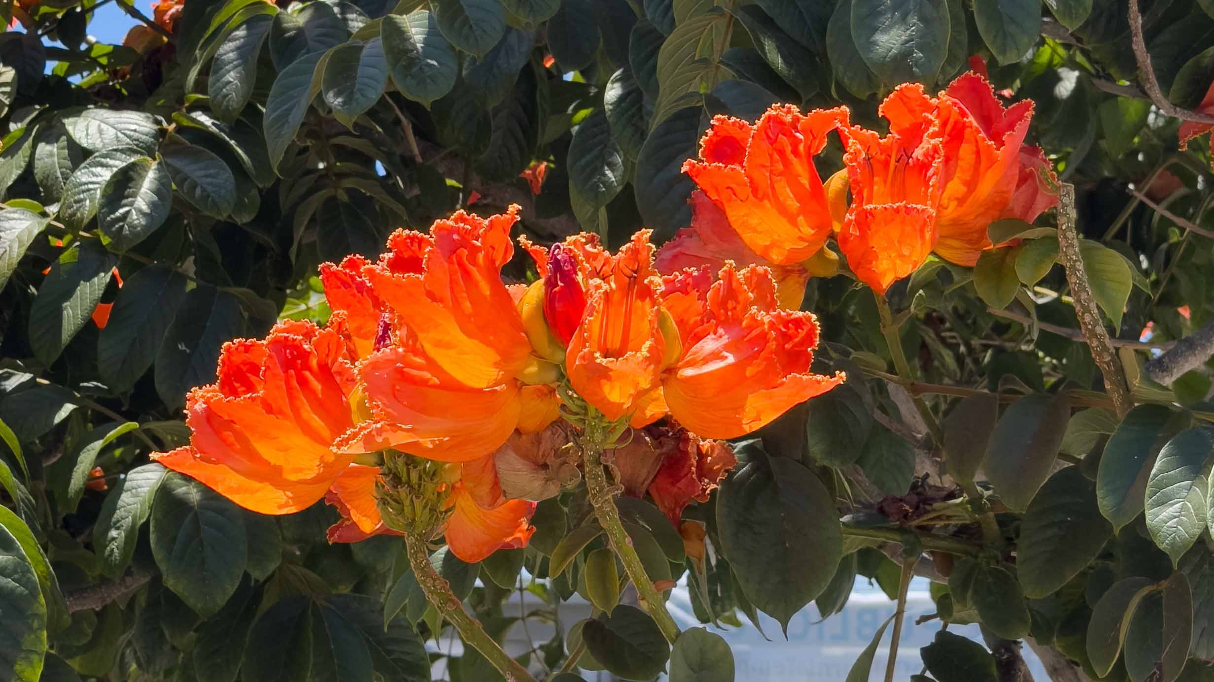 African Tulip  (Spathodea campanulata).