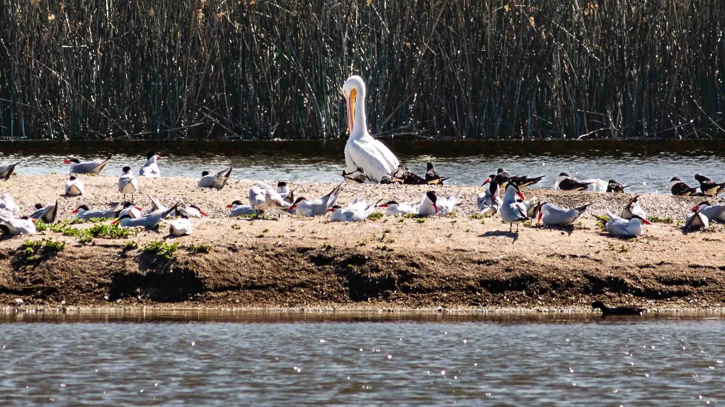 May 11, 2025 - Irvine, California: American White Pelican at San Joaquin Wildlife Reserve.