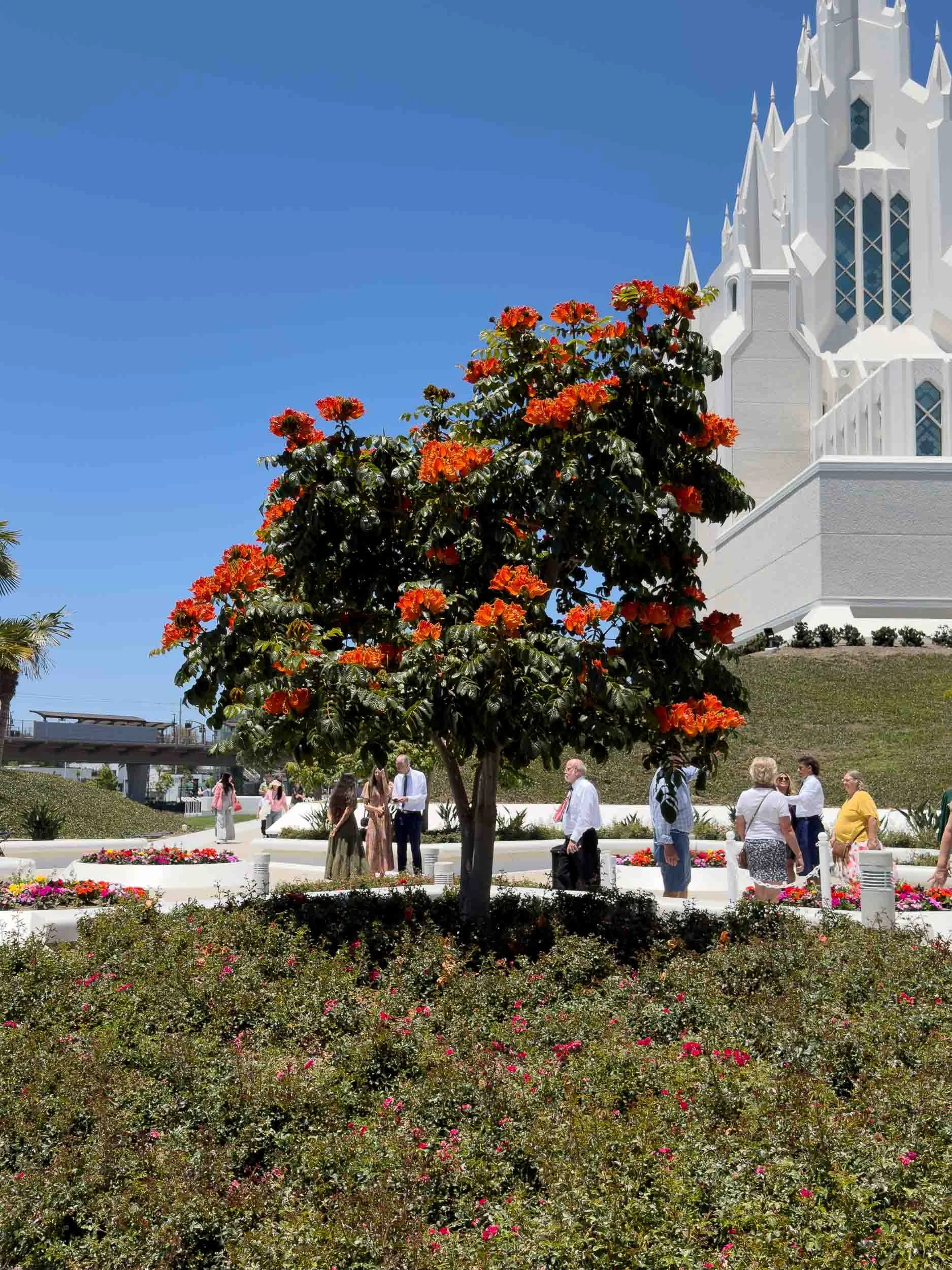 African Tulip Tree (Spathodea campanulata).