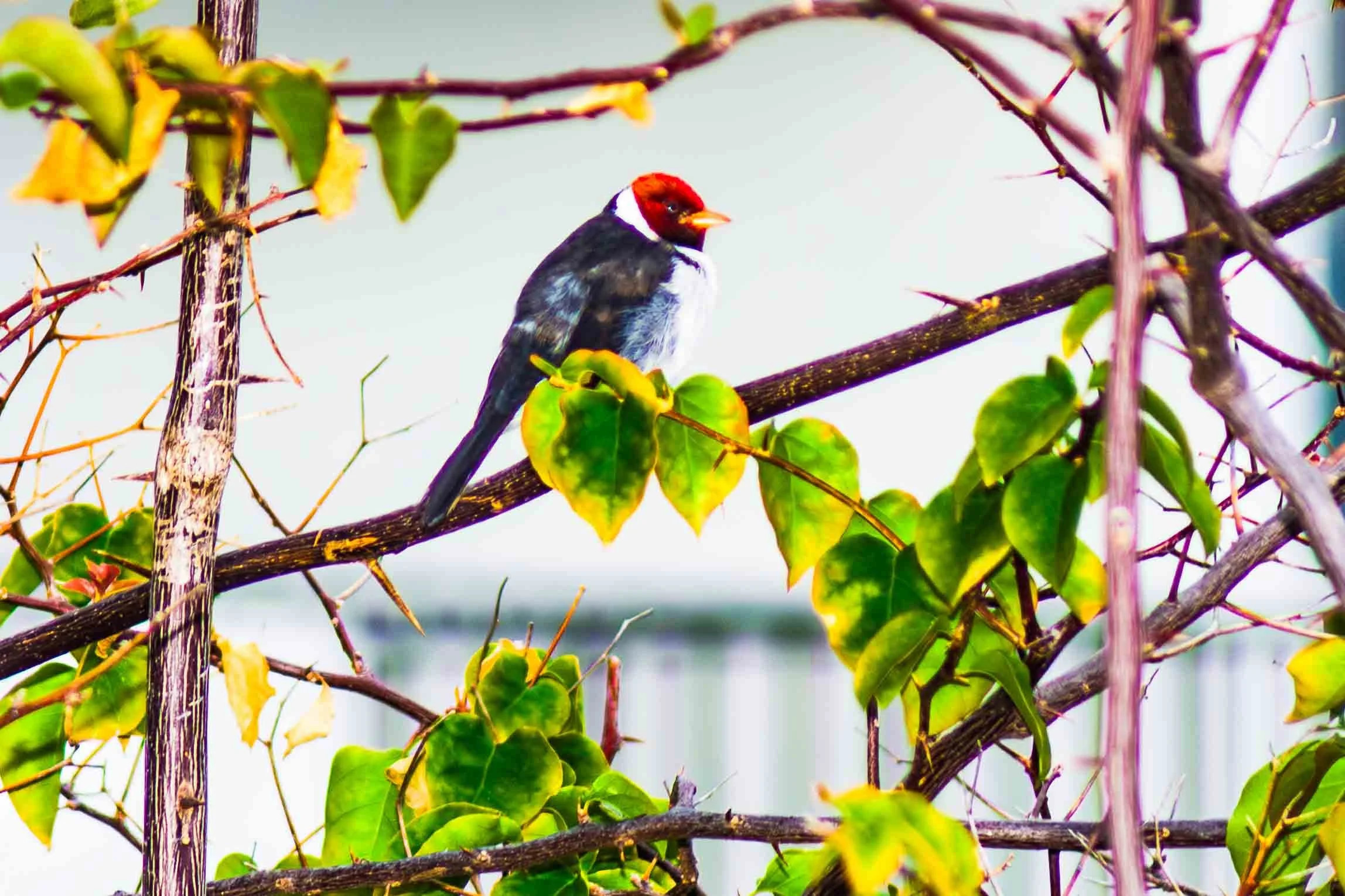 July 15, 2006: The Yellow-billed Cardinal, often mistaken for its cousin the Red-crested Cardinal. This one photographed on the Big Island of Hawaii.
