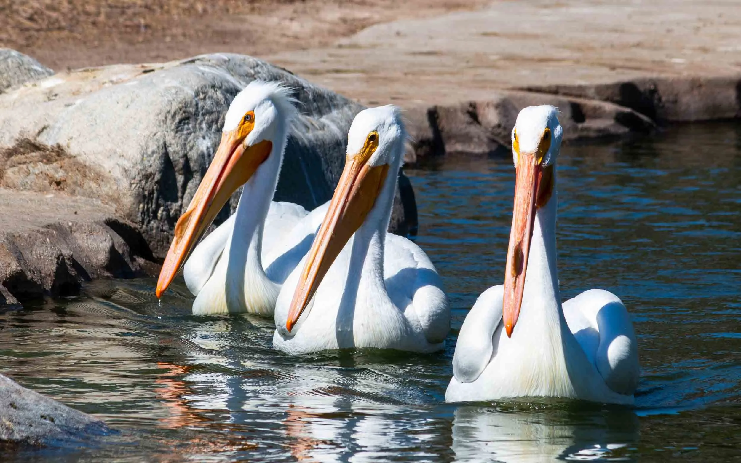 February 25, 2022: Three Great White Pelicans in Mile Square Park.