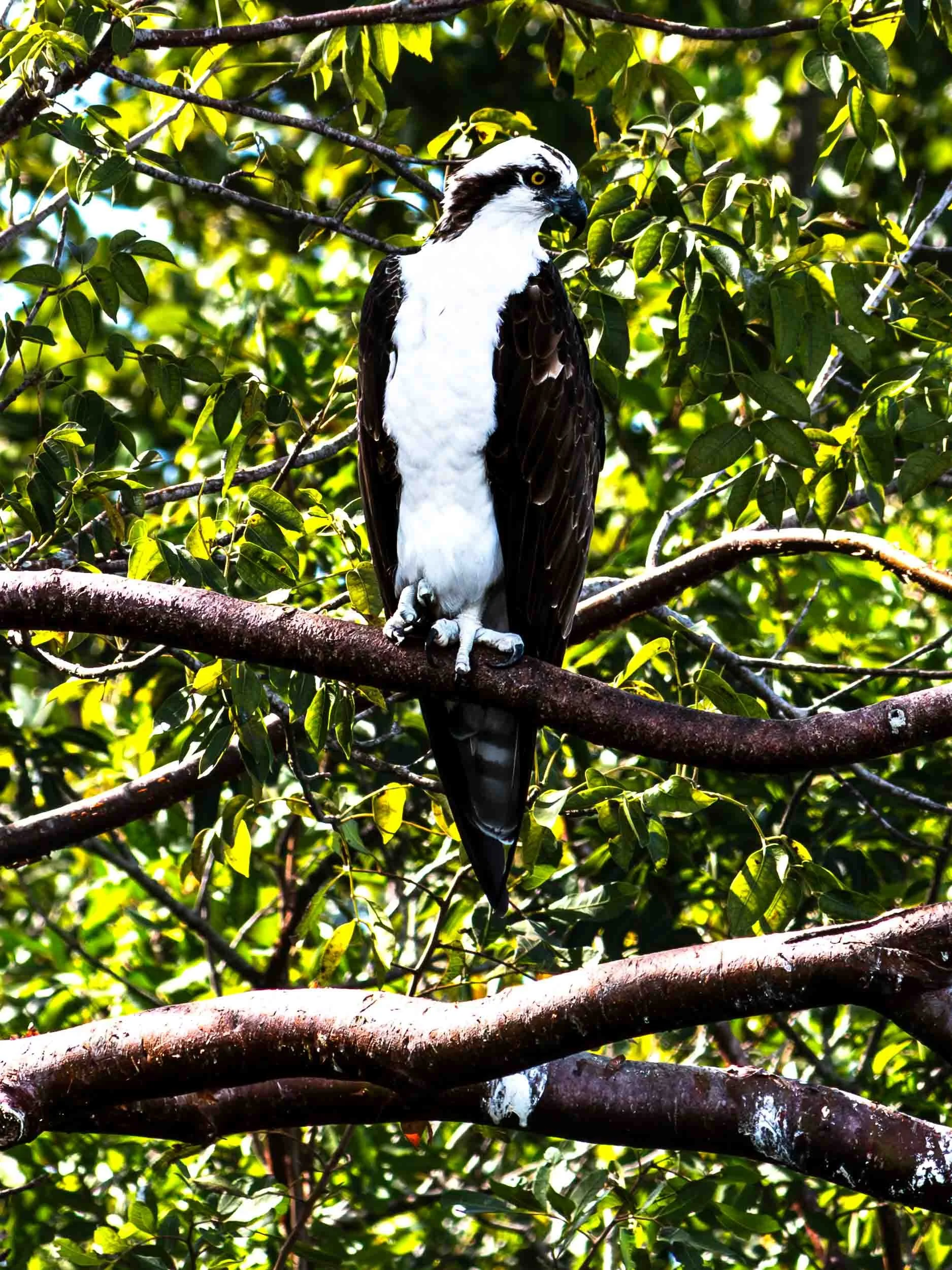 November 15, 2022: The Osprey hanging out over the Florida Everglades.
