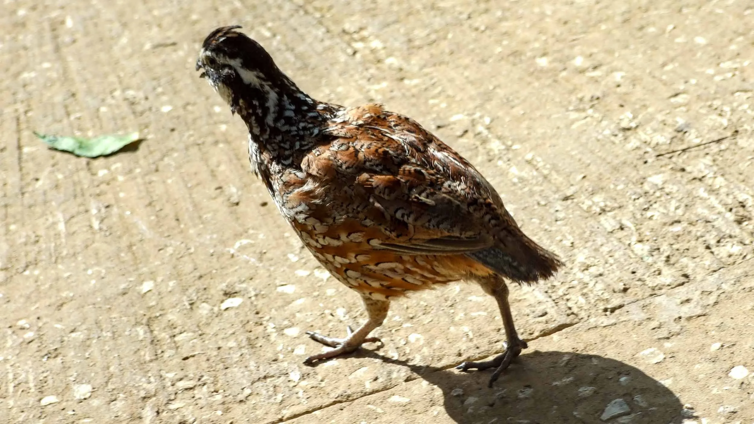 August 18, 2008 - Barbados: Yucatan Bobwhite