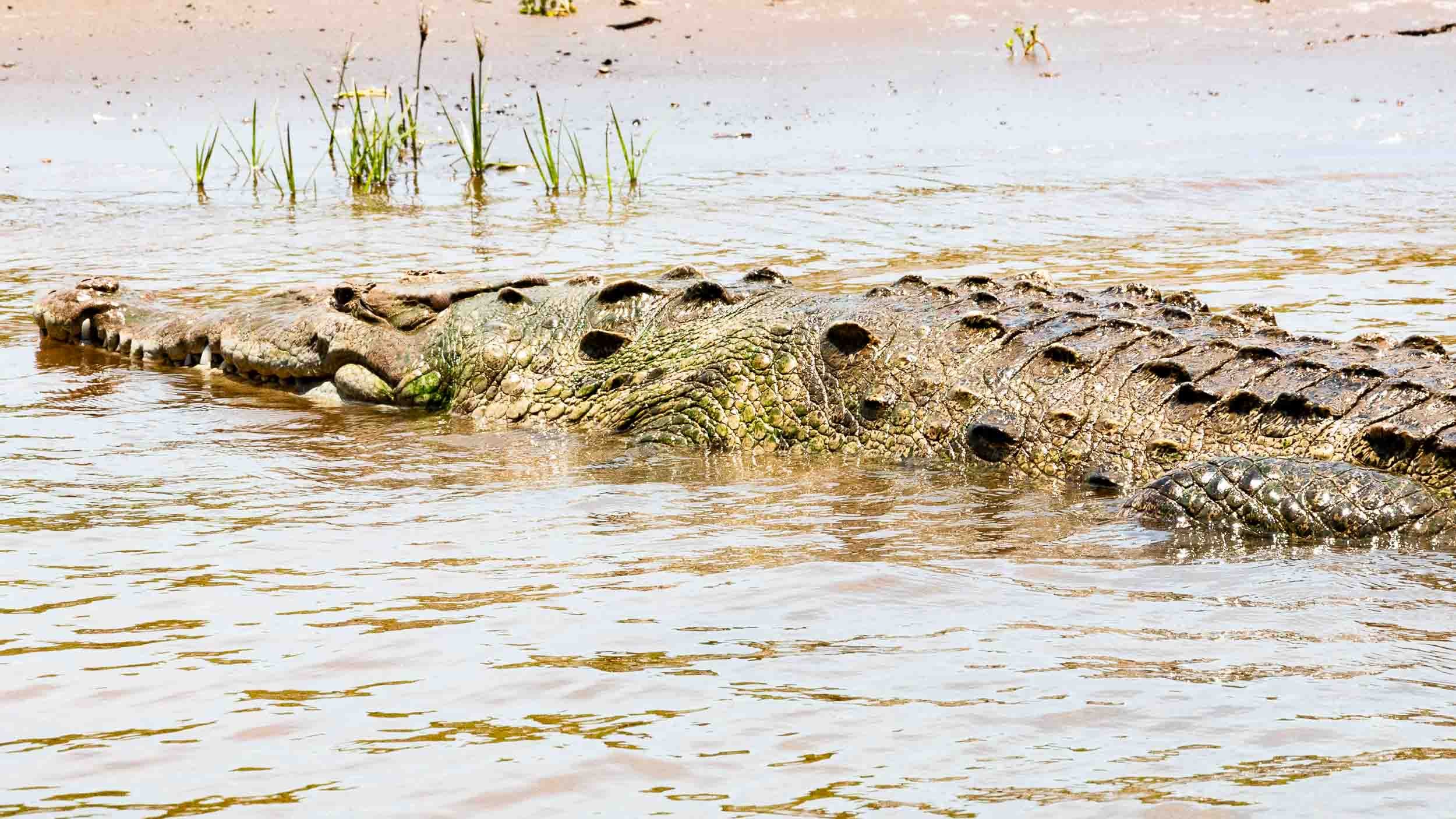 Crocodile on the Tarcoles River Tour #2