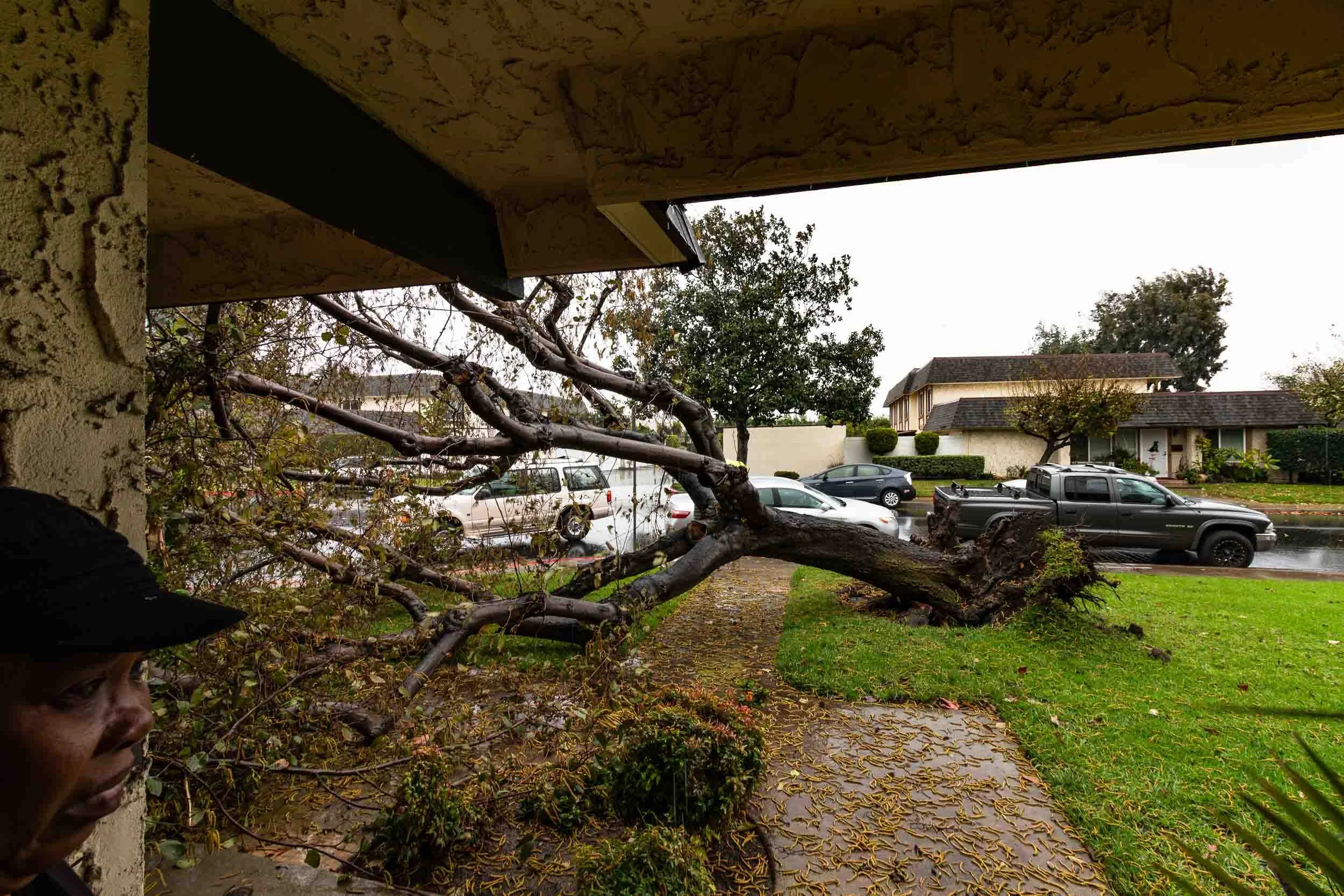 February 2, 2019: The day a really big tree from the lawn fell on our house.
