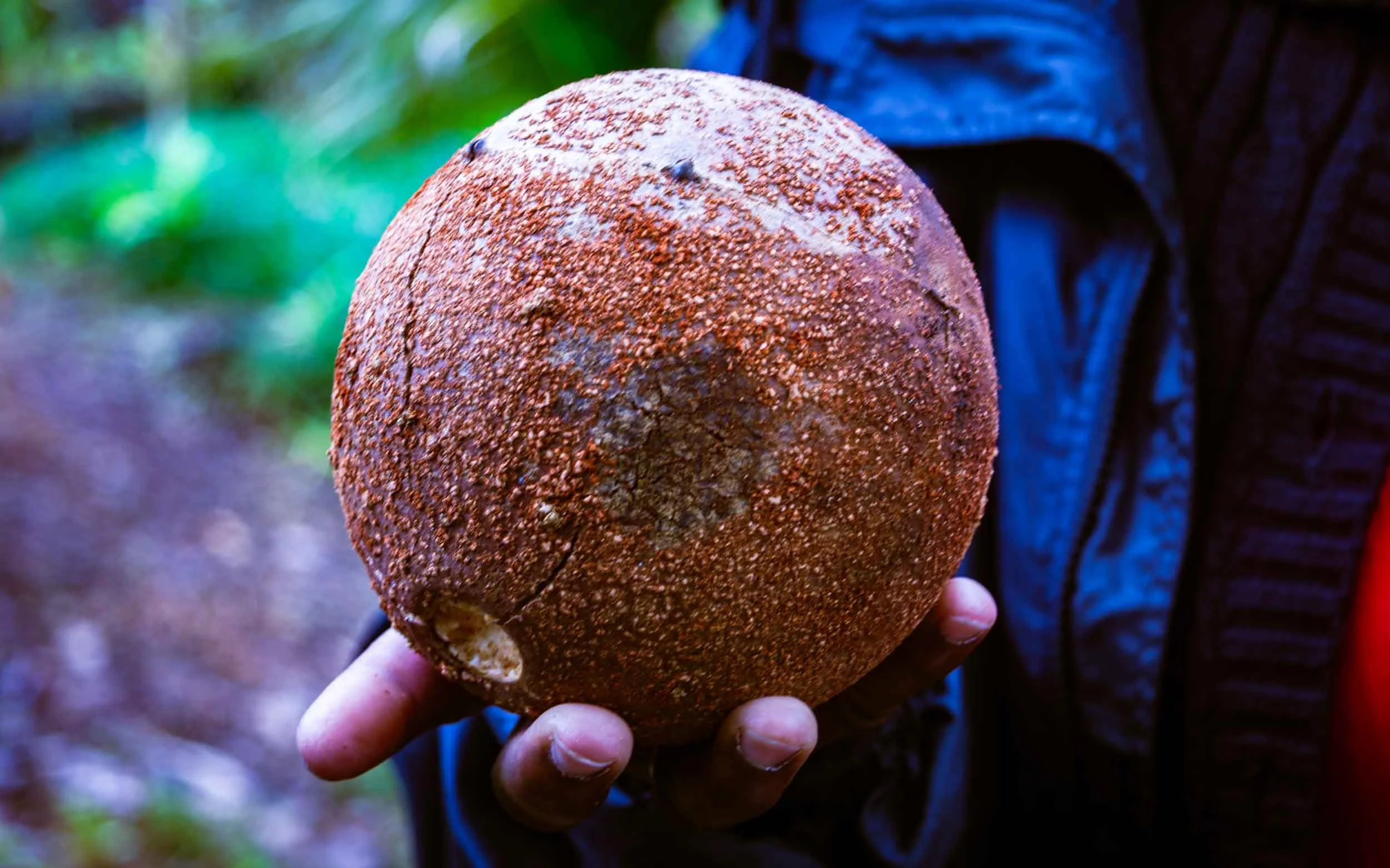 August 12, 2009 - Oahu: From the Canon Ball Tree.