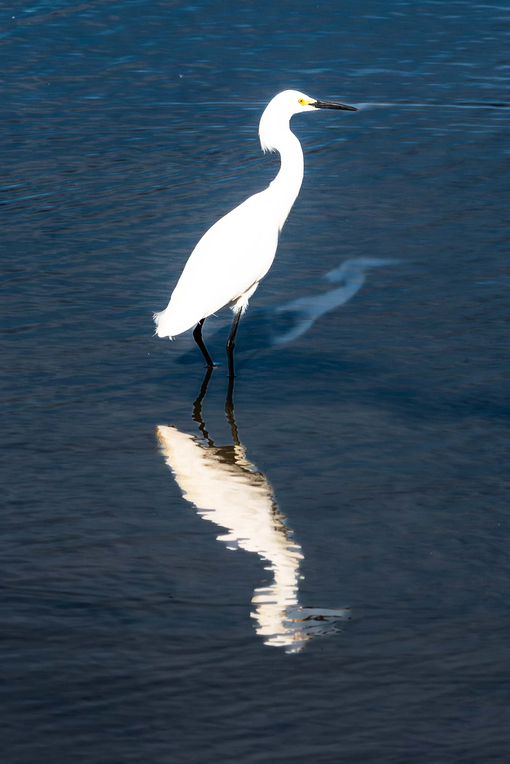 May 11, 2025: Snowy Egret at San Joaquin Wildlife Reserve, Irvine, California.
