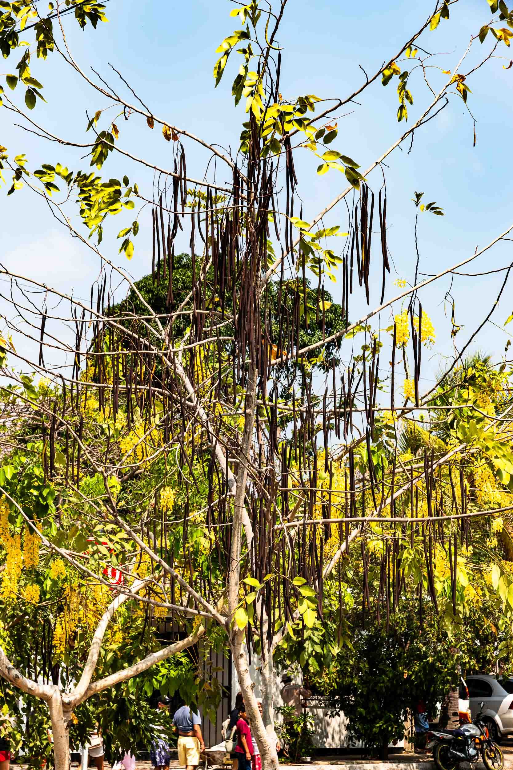 April 25, 2025: The Golden Shower Tree (Cassia fistula) in Huatulco, Mexico.