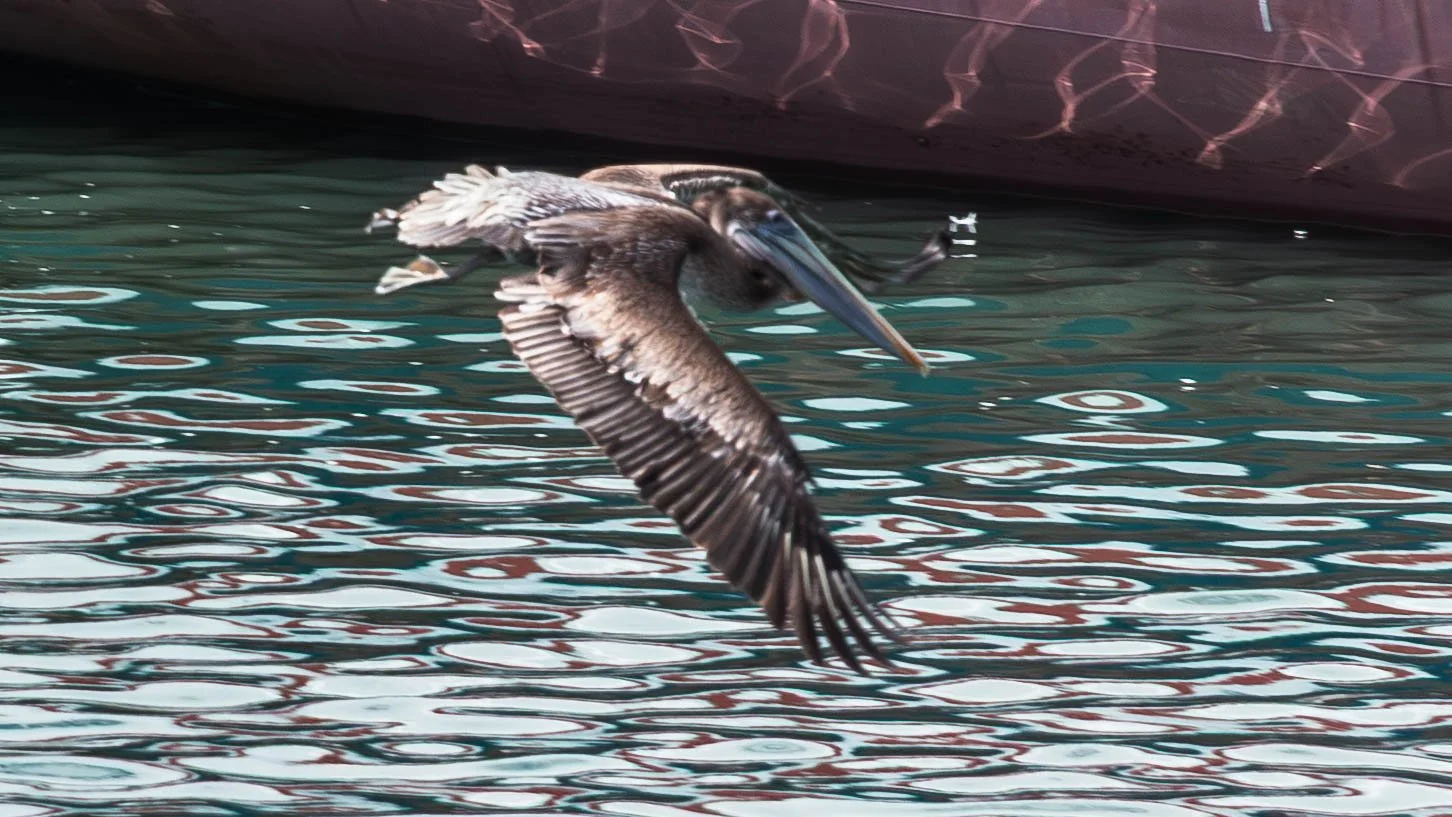 October 13, 2023 - Ensenada: Pelican fishing in the waters of the Mexican harbor.