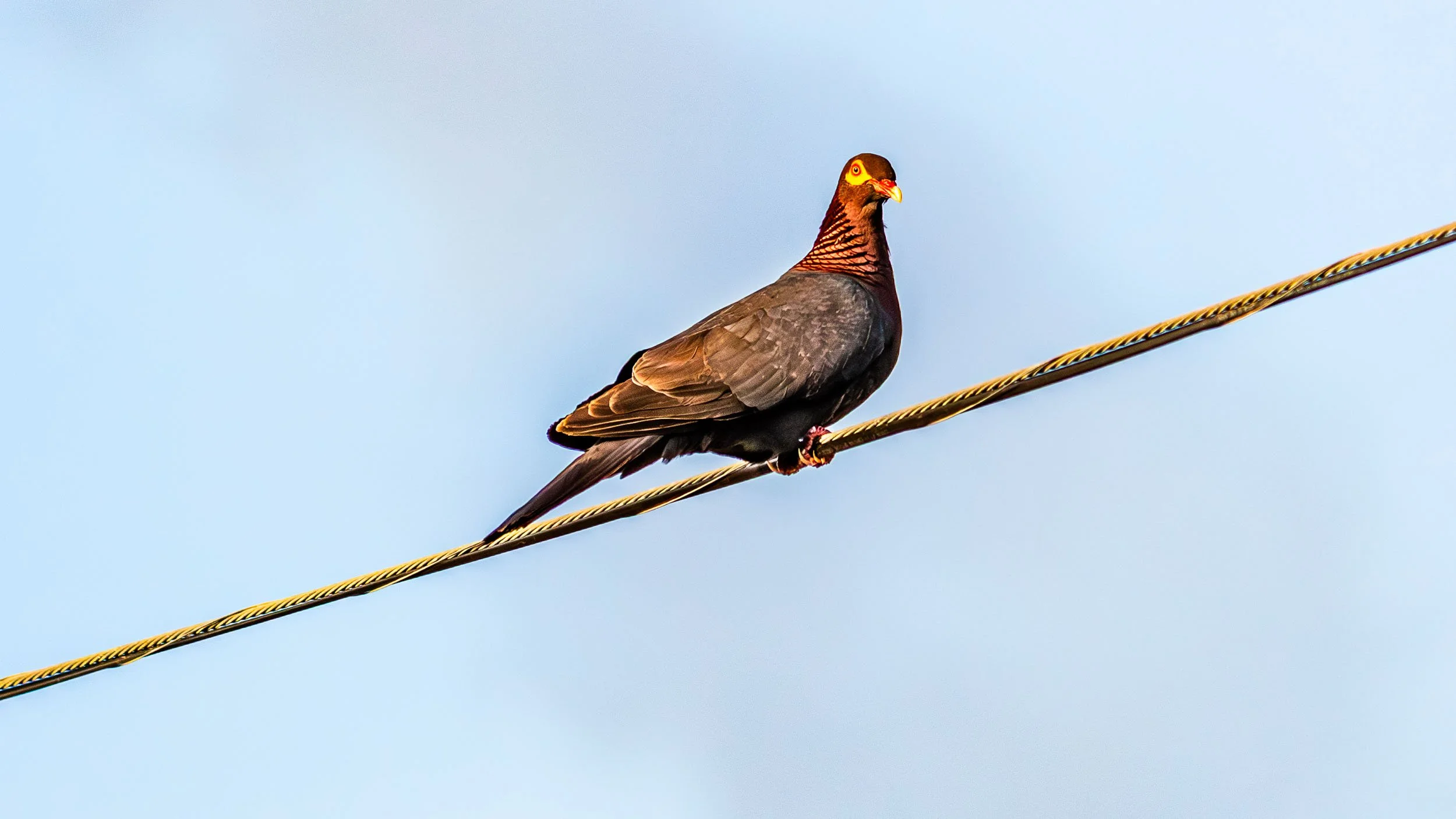 June 6, 2019 - Barbados: Scaly-naped Pigeon.