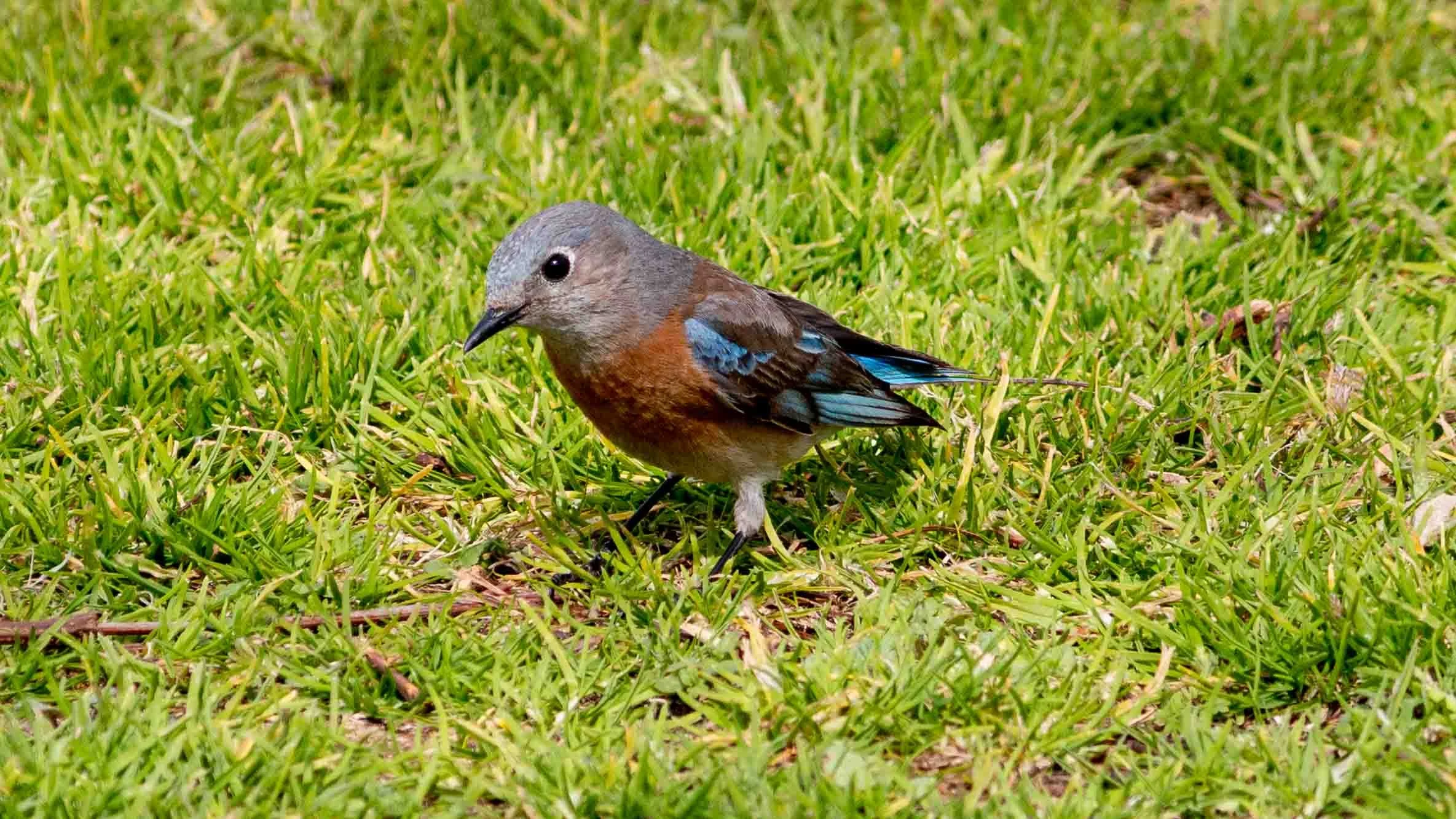 February 17, 2023: Female Western Blue Bird in Mile Square Park, Fountain Valley.
