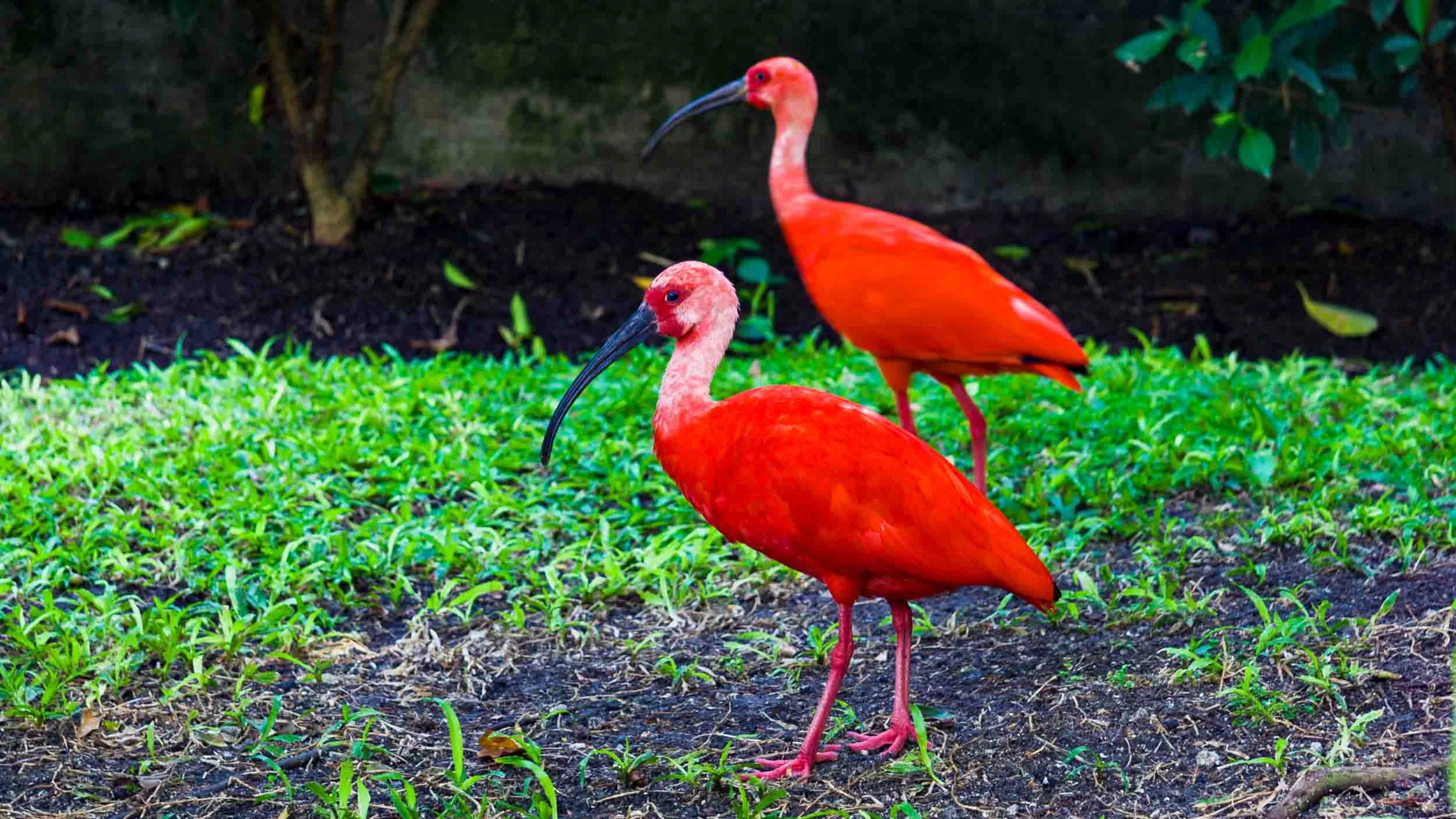 August 18, 2008 - Barbados: Scarlet Ibis